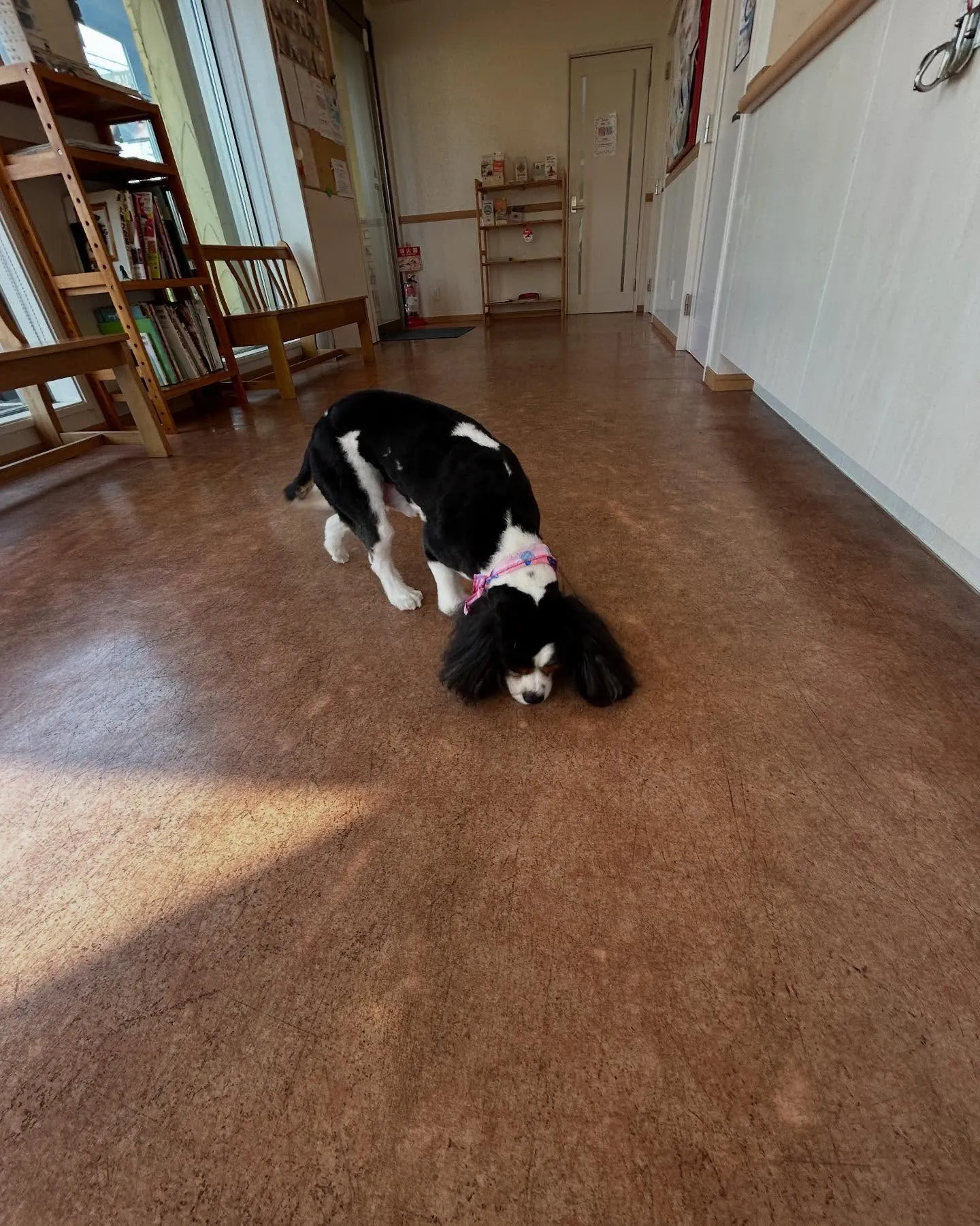 犬のトリミング✂️