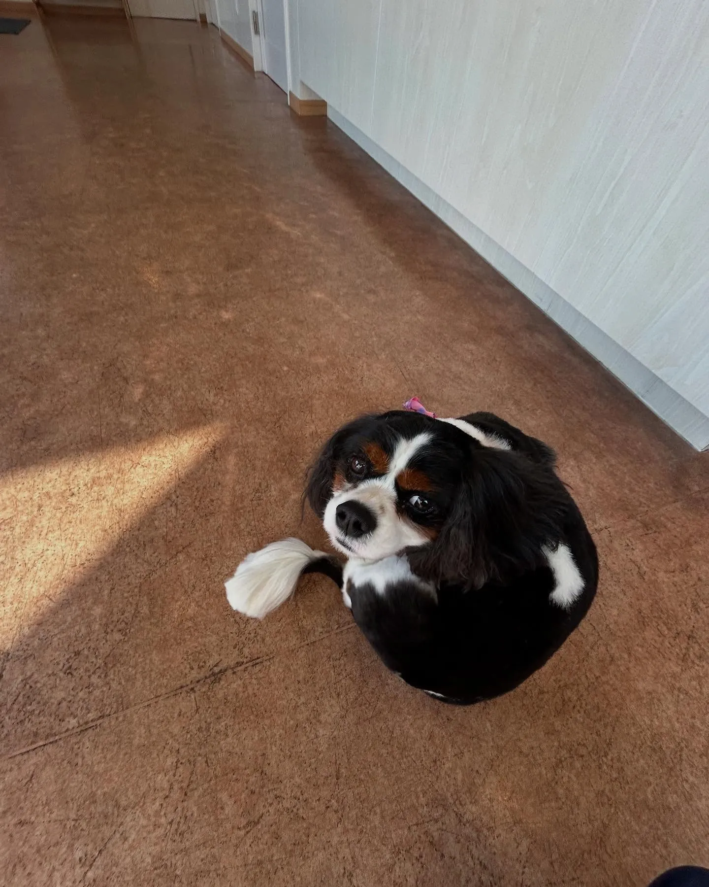 犬のトリミング✂️