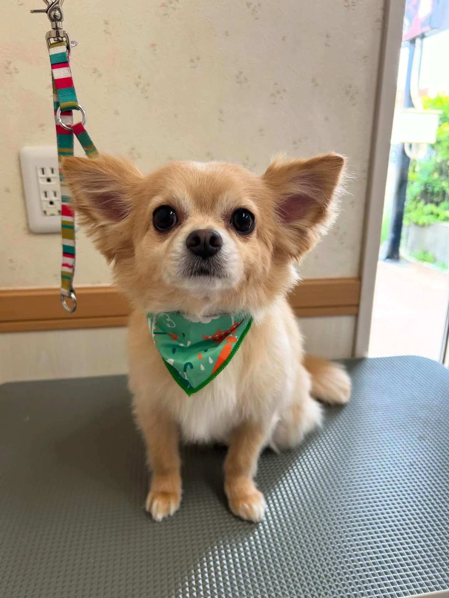 犬のシャンプー🫧
