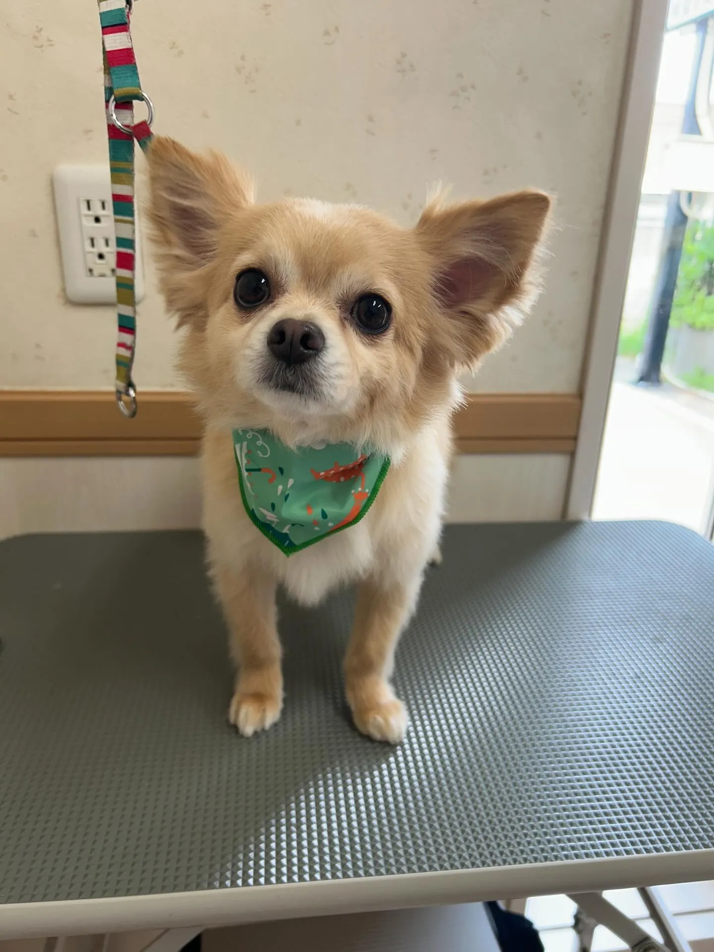 犬のシャンプー🫧