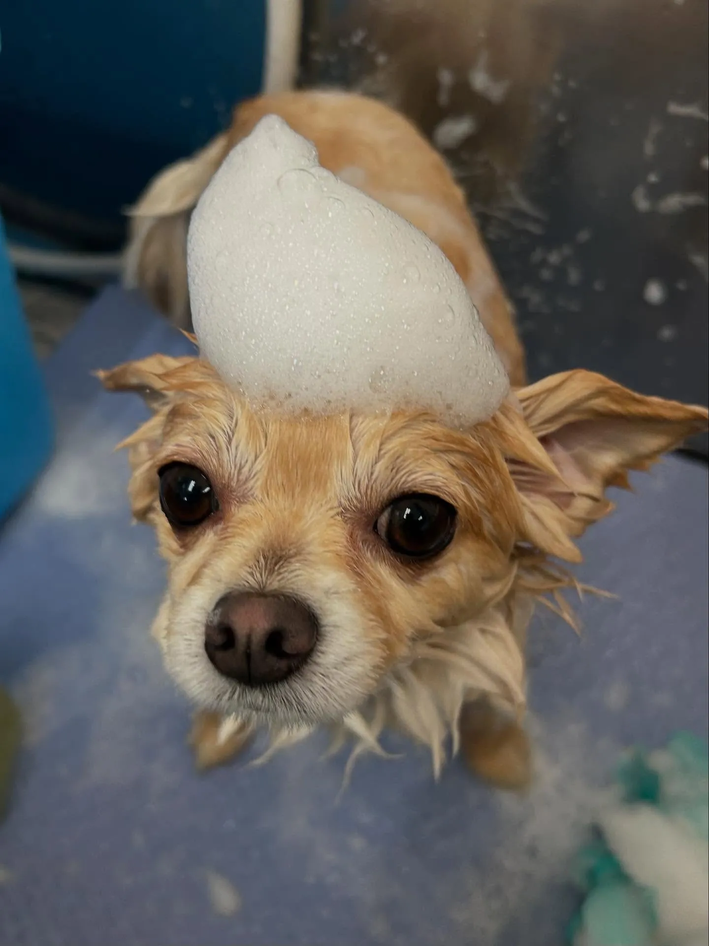 犬のシャンプー🫧