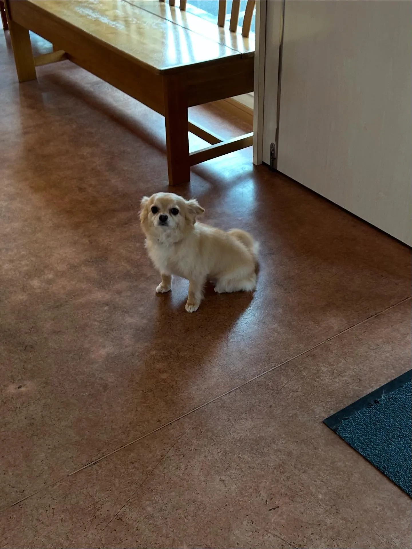 犬のシャンプー🫧
