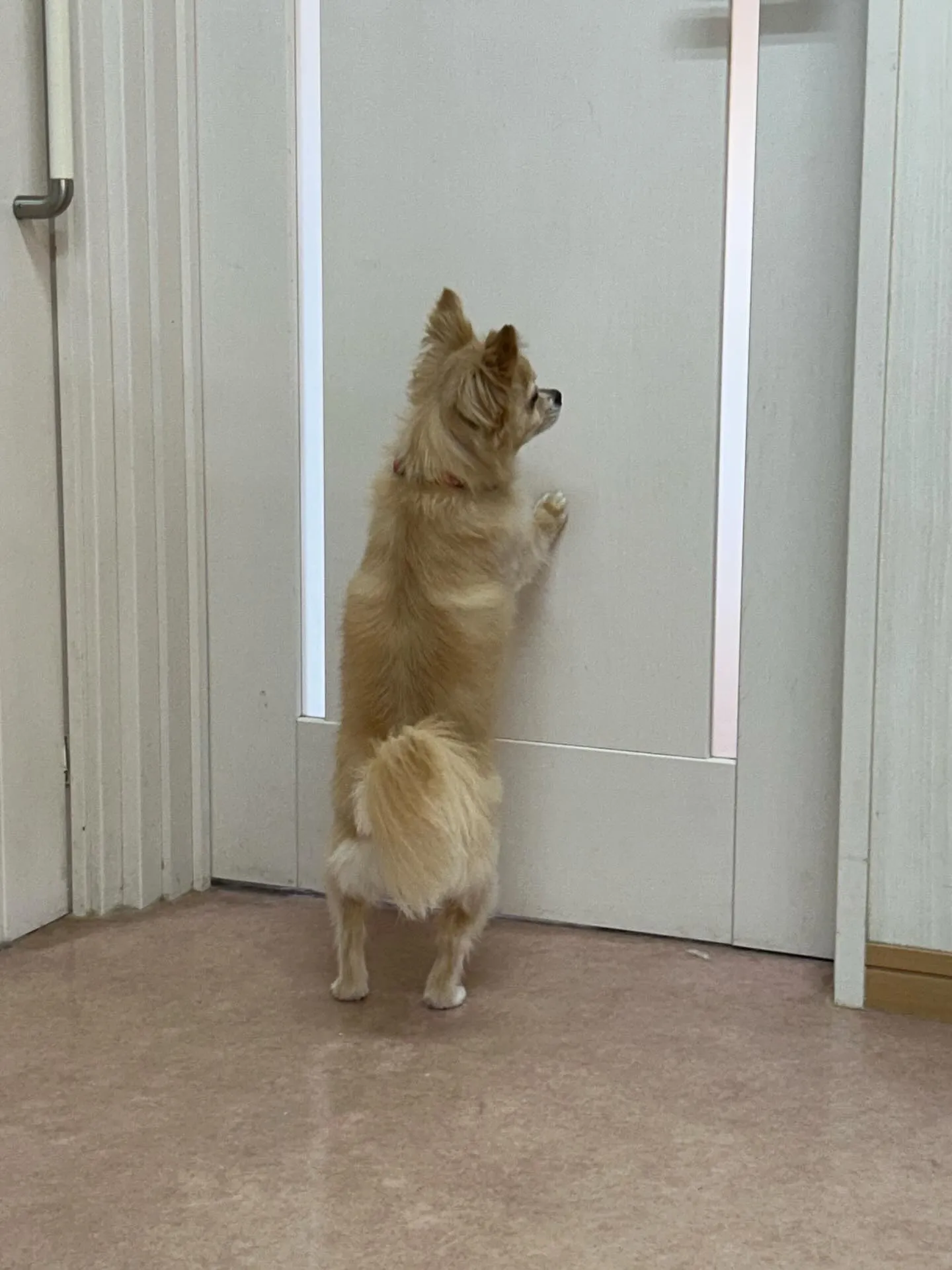 犬のシャンプー🫧