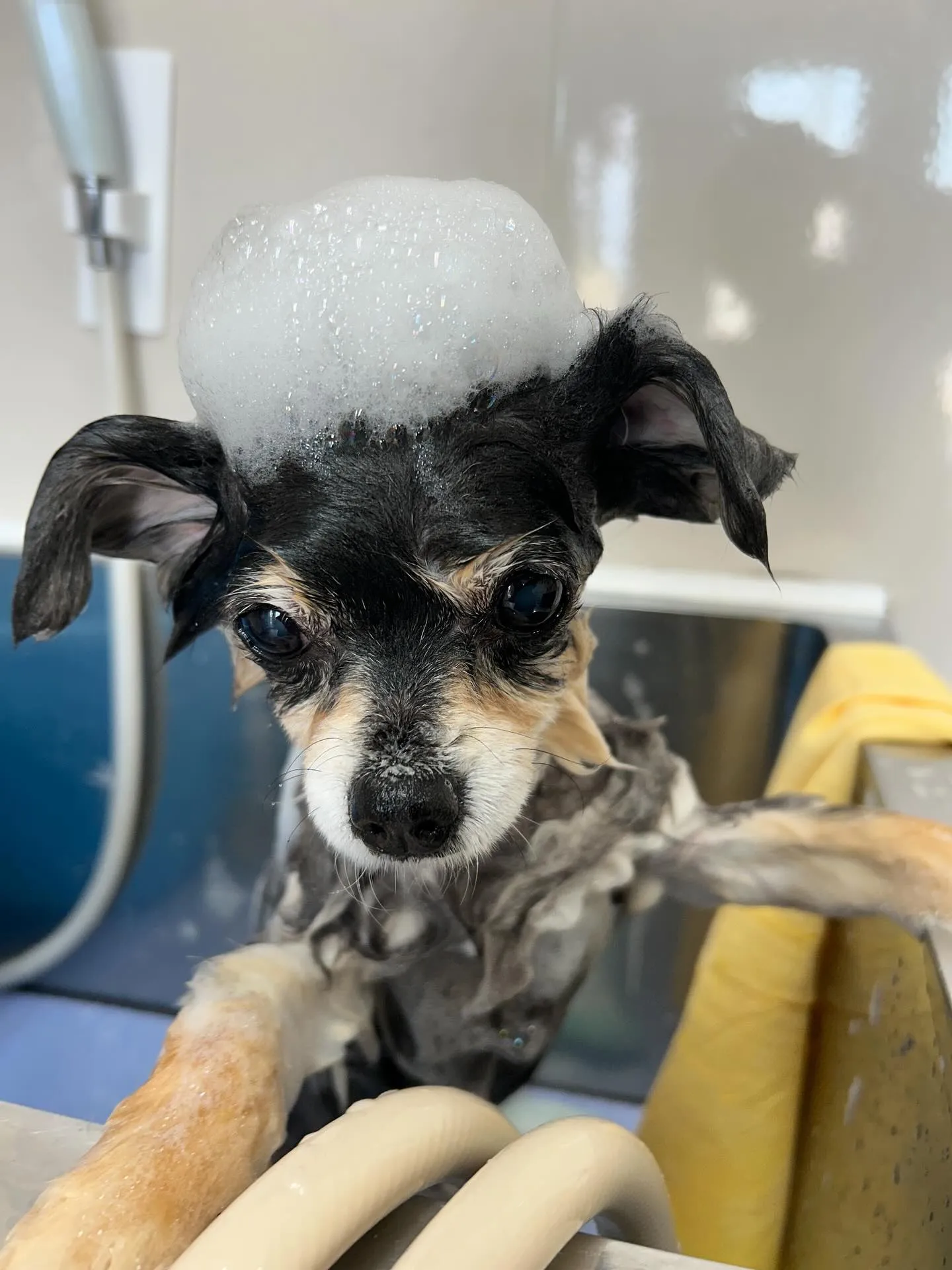 犬のトリミング✂️