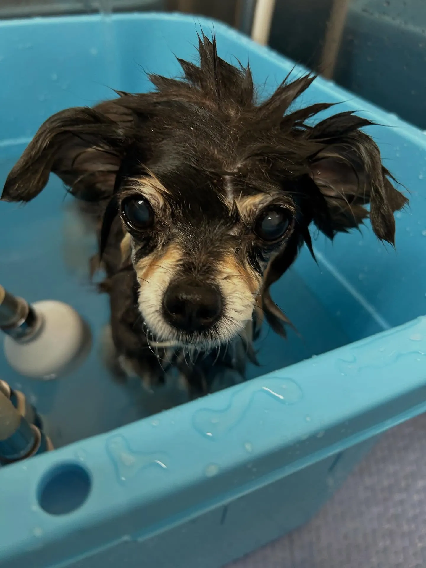 犬のトリミング✂️