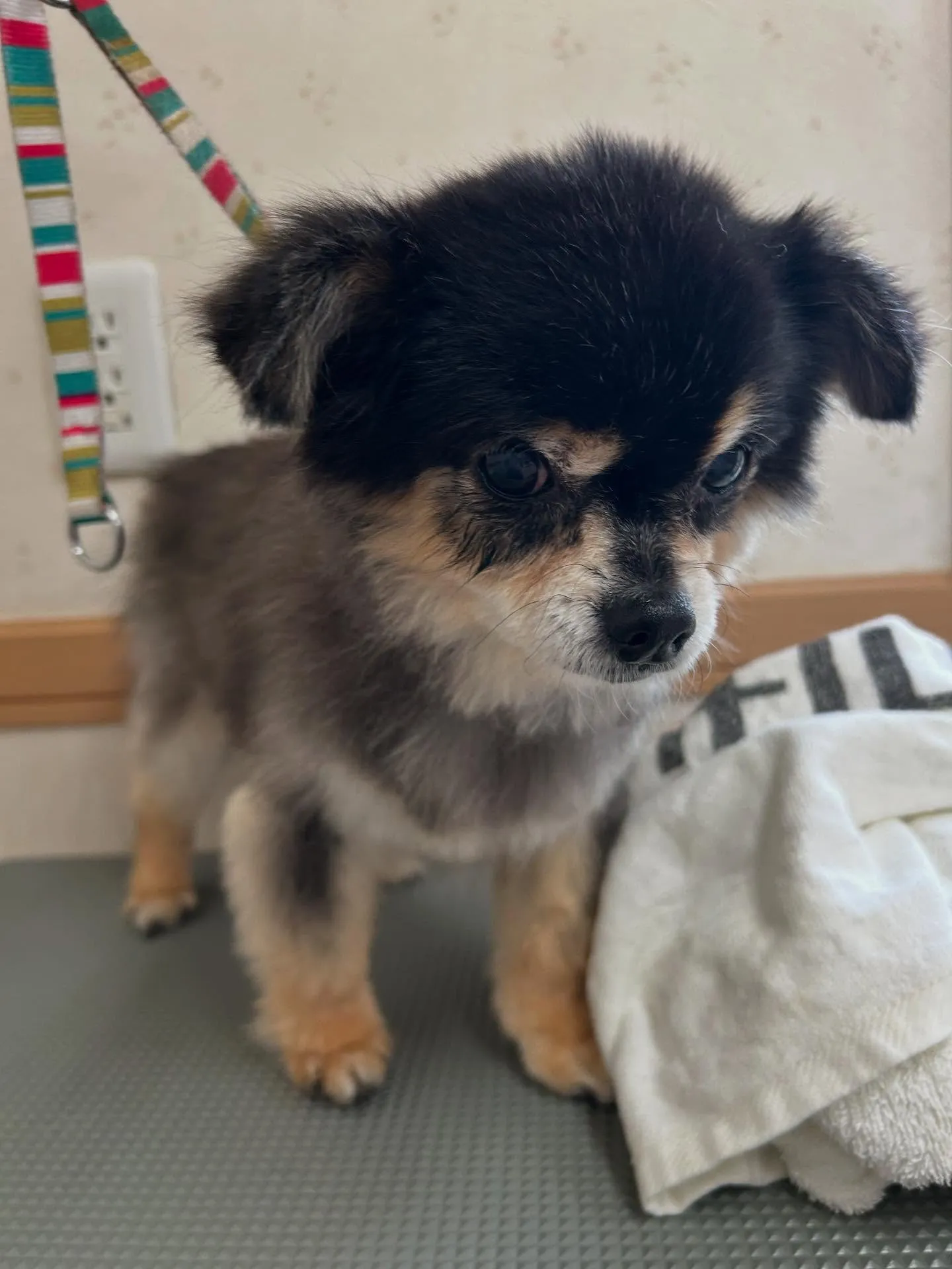 犬のトリミング✂️
