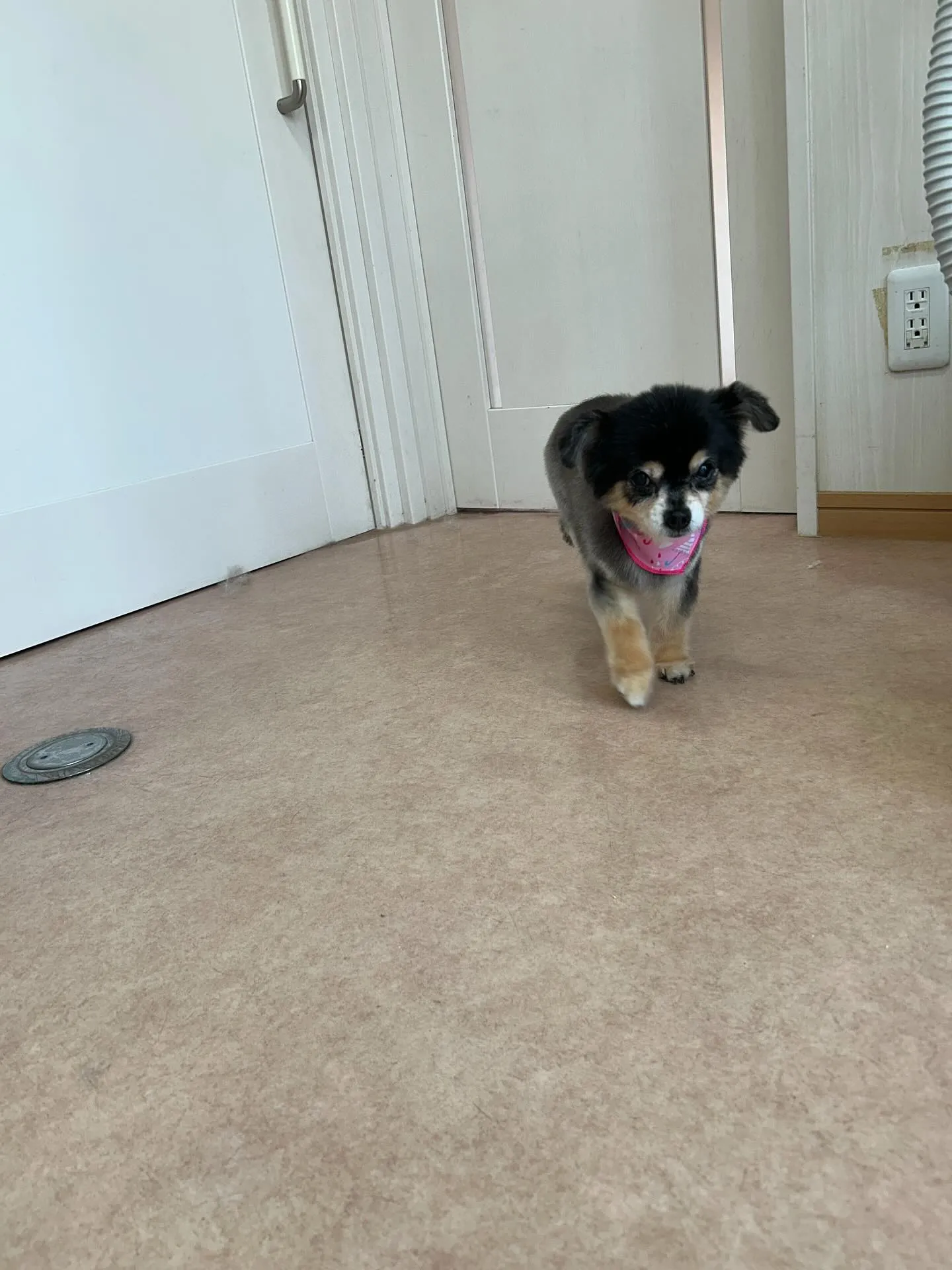 犬のトリミング✂️