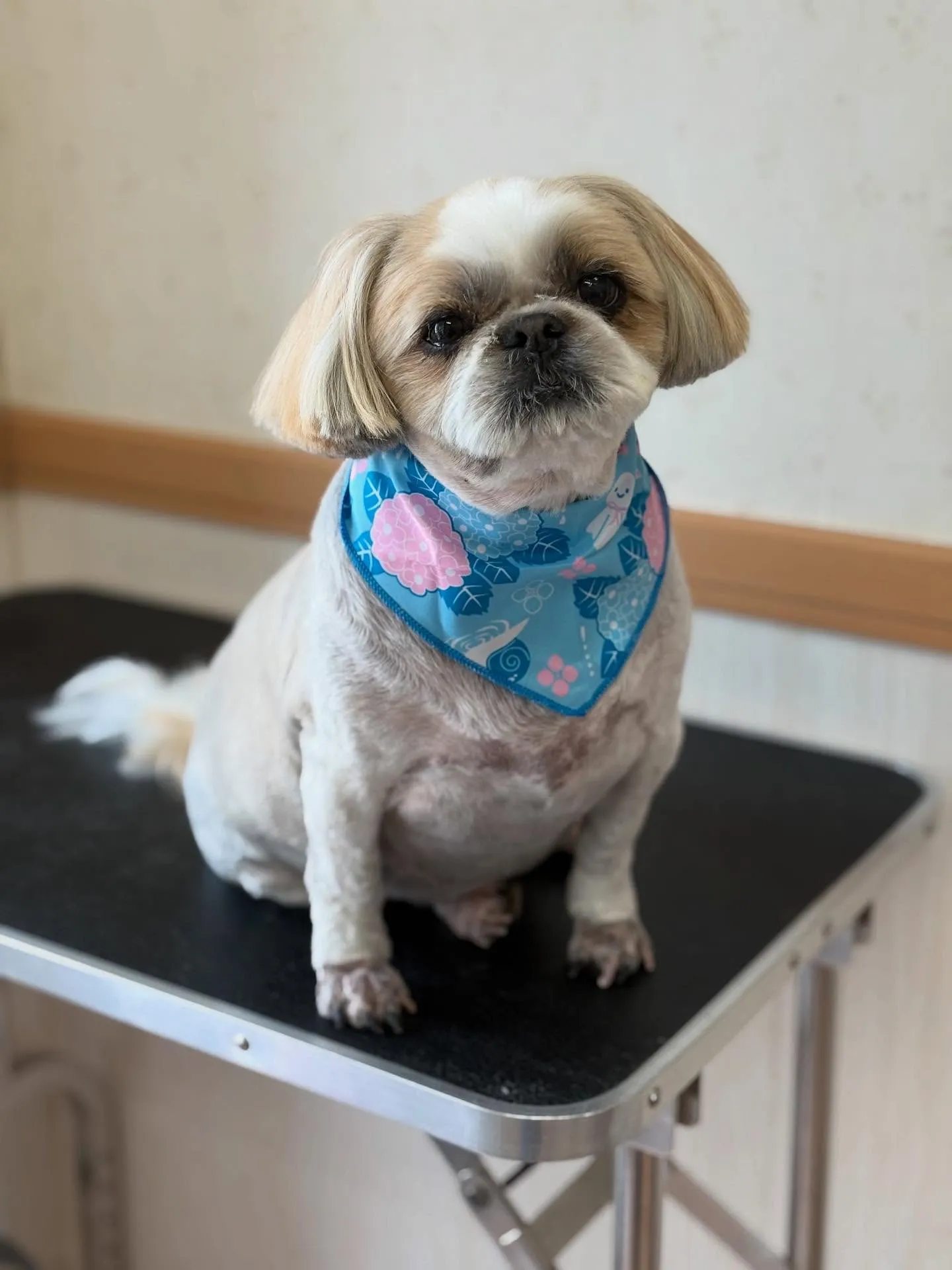 犬のトリミング✂️
