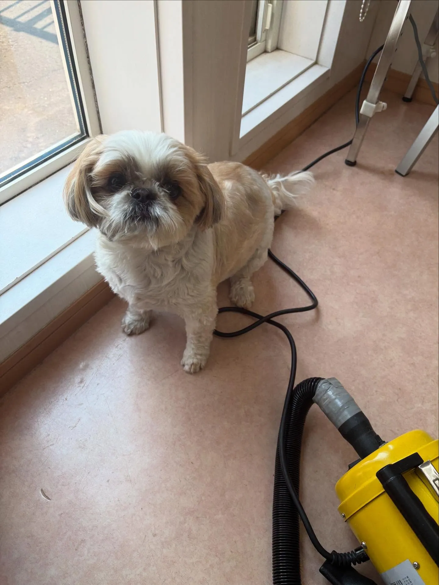 犬のトリミング✂️