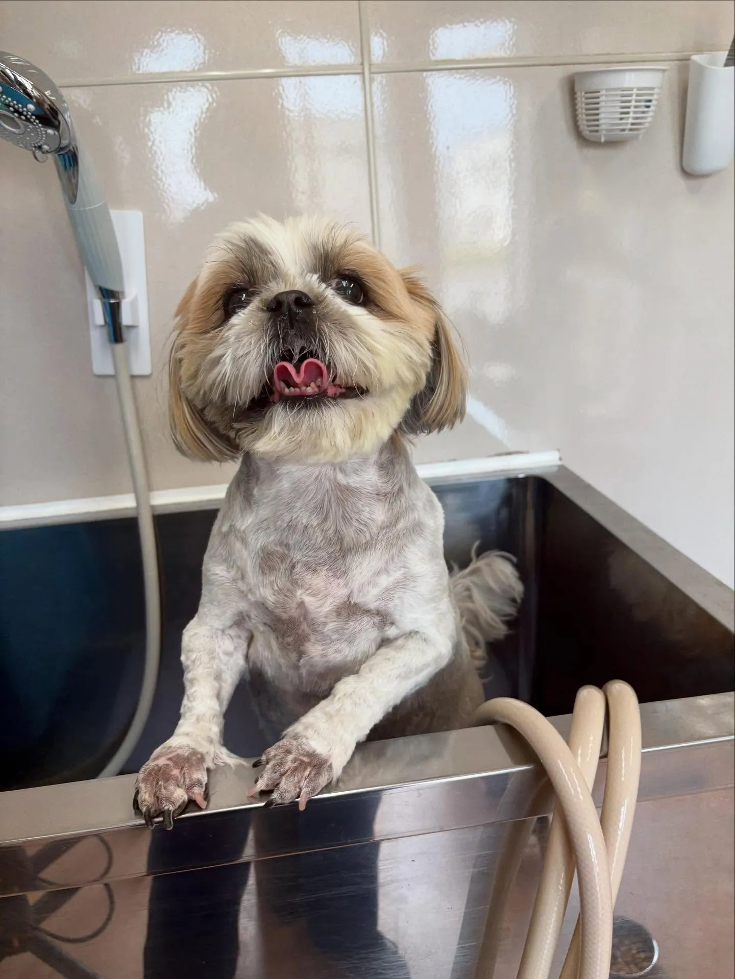 犬のトリミング✂️