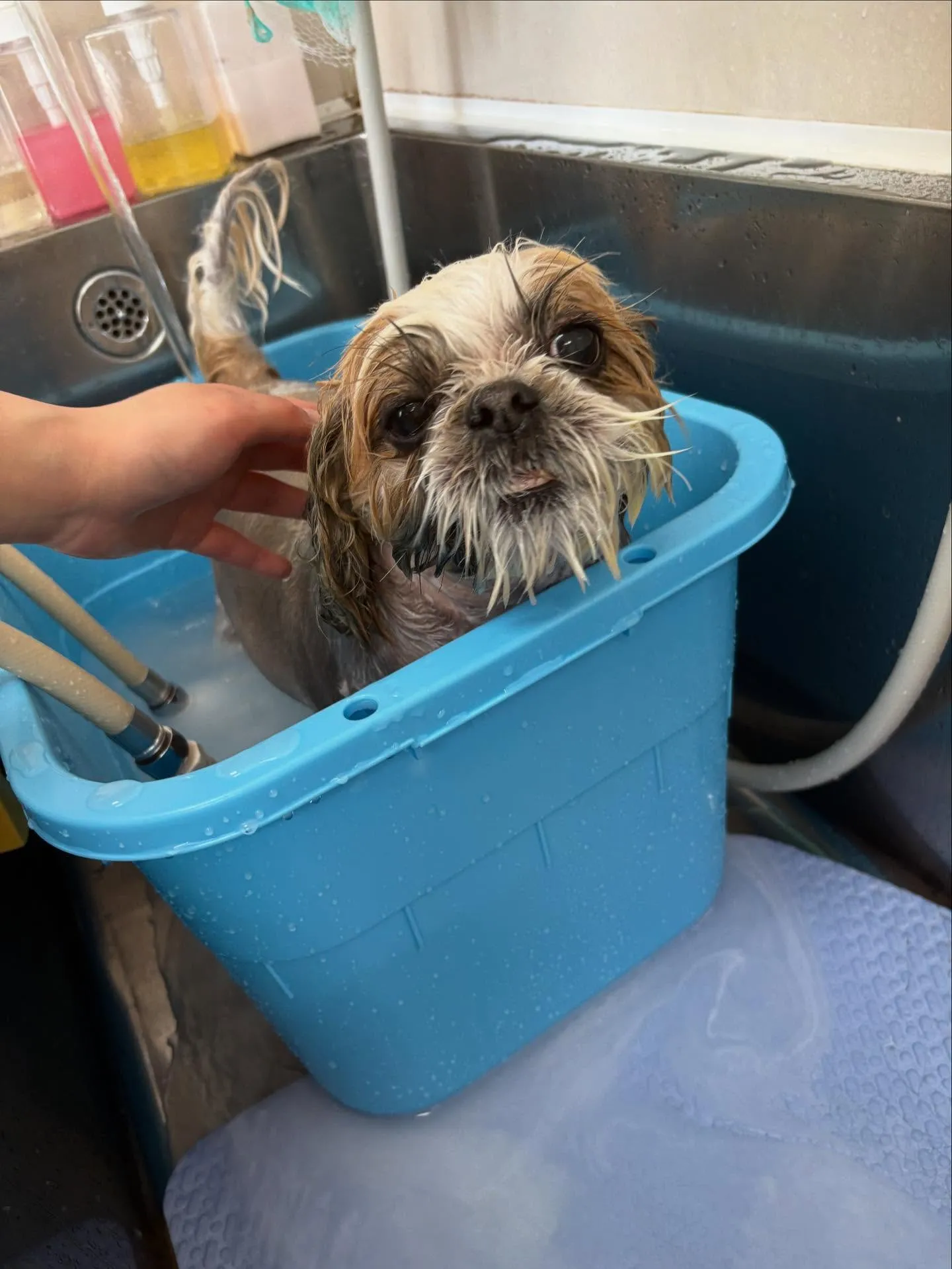 犬のトリミング✂️