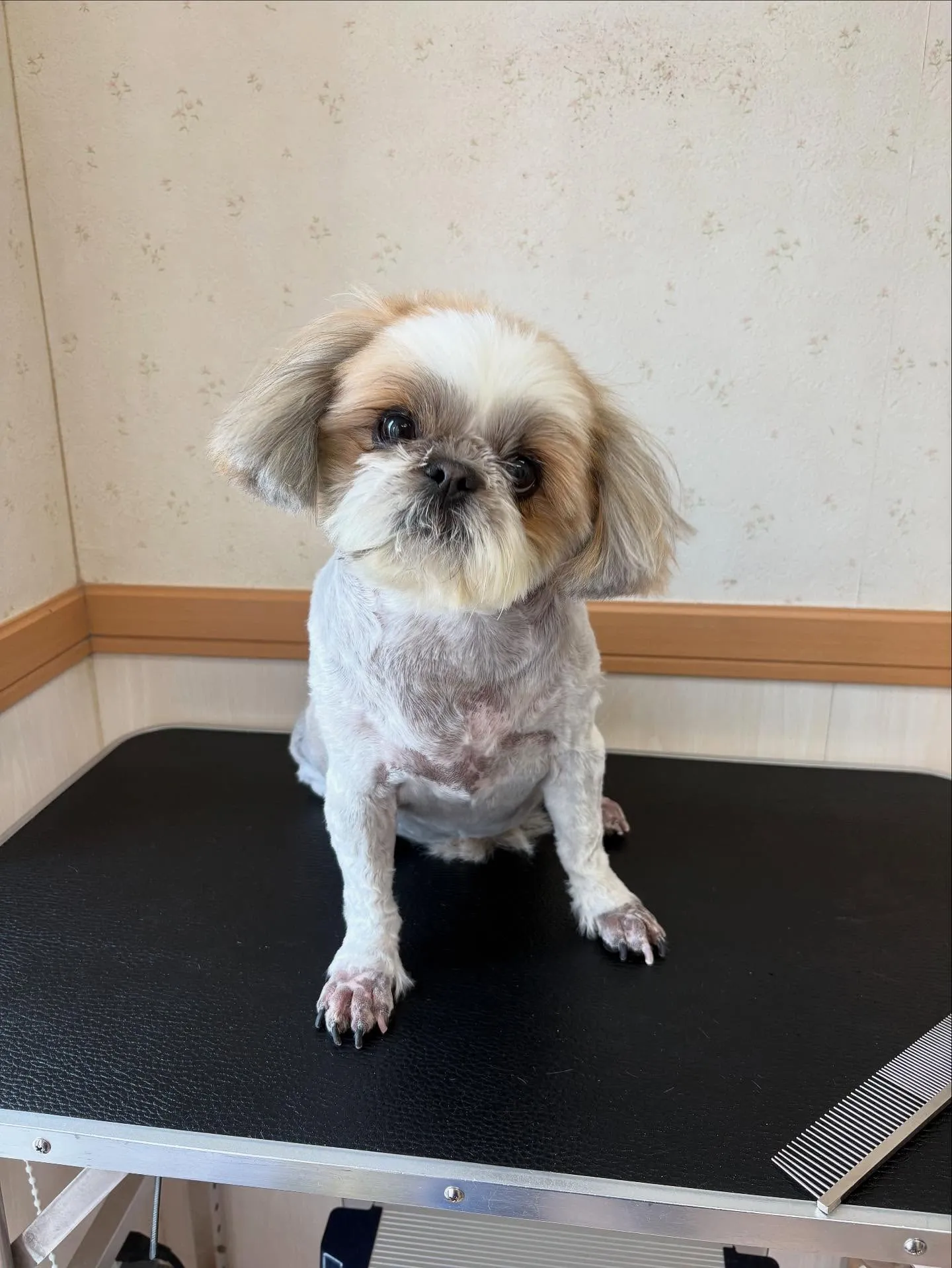 犬のトリミング✂️
