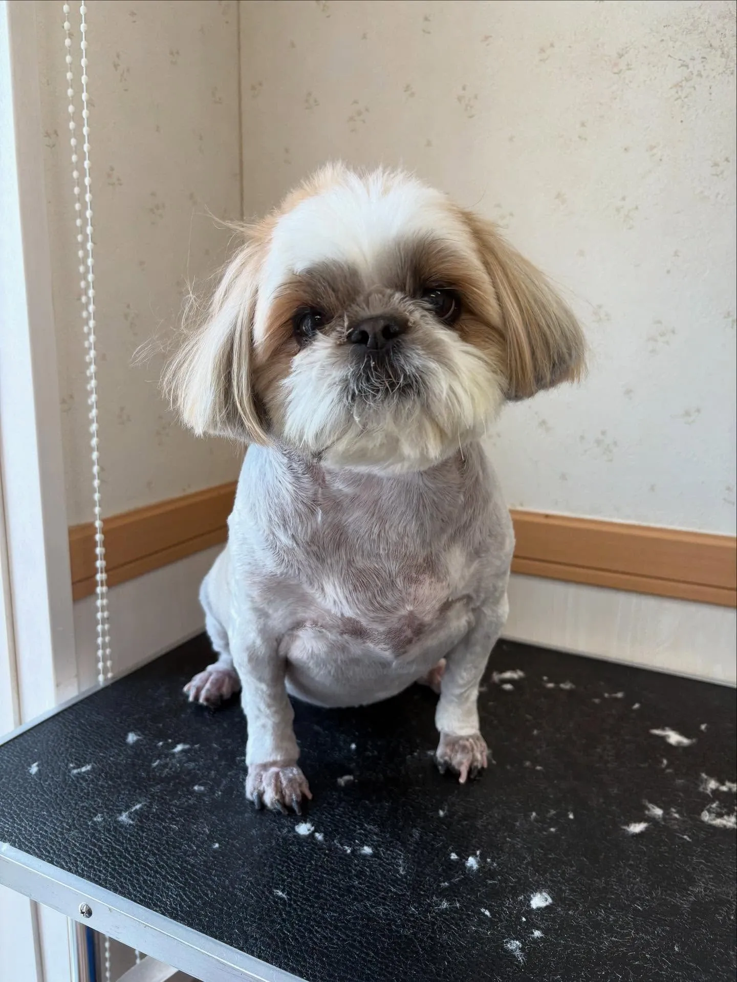 犬のトリミング✂️