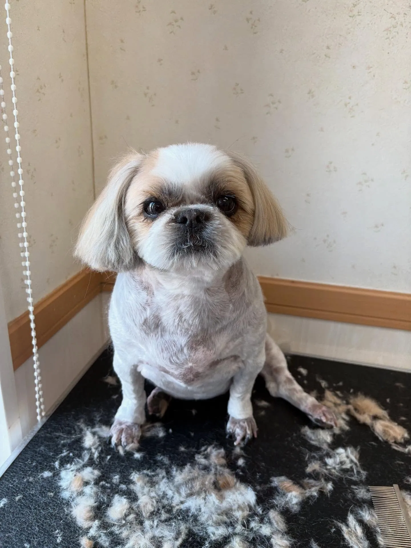犬のトリミング✂️