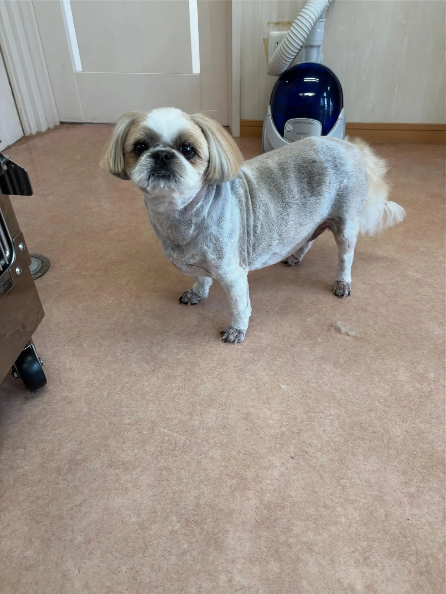 犬のトリミング✂️