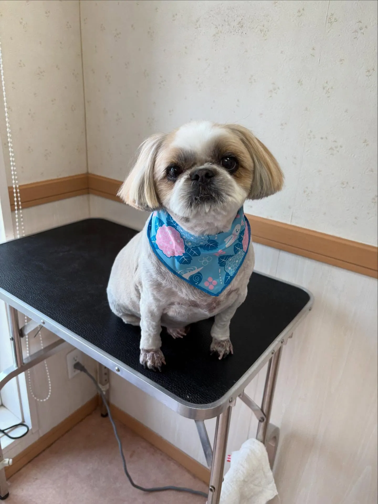 犬のトリミング✂️