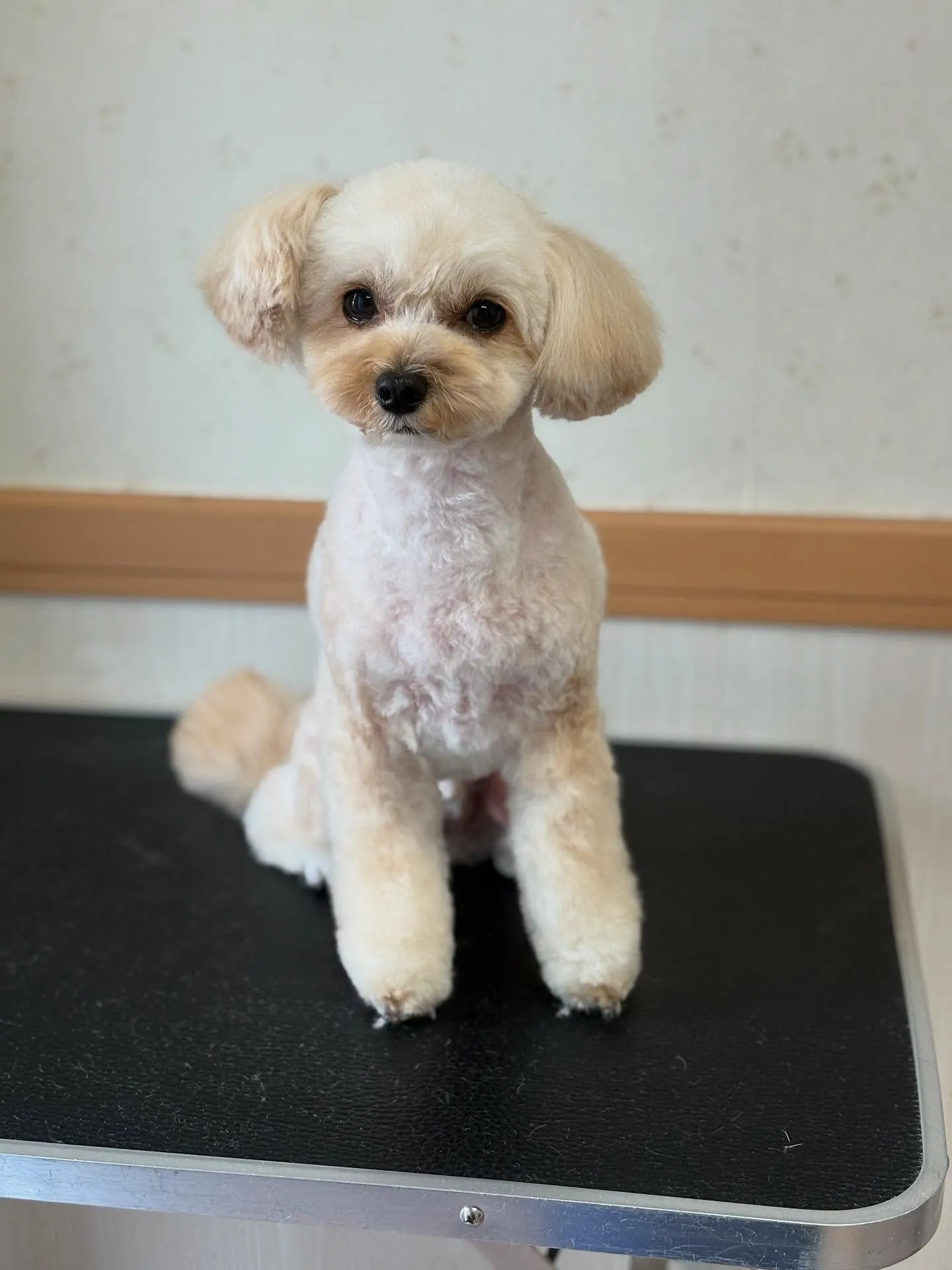 犬のトリミング✂️