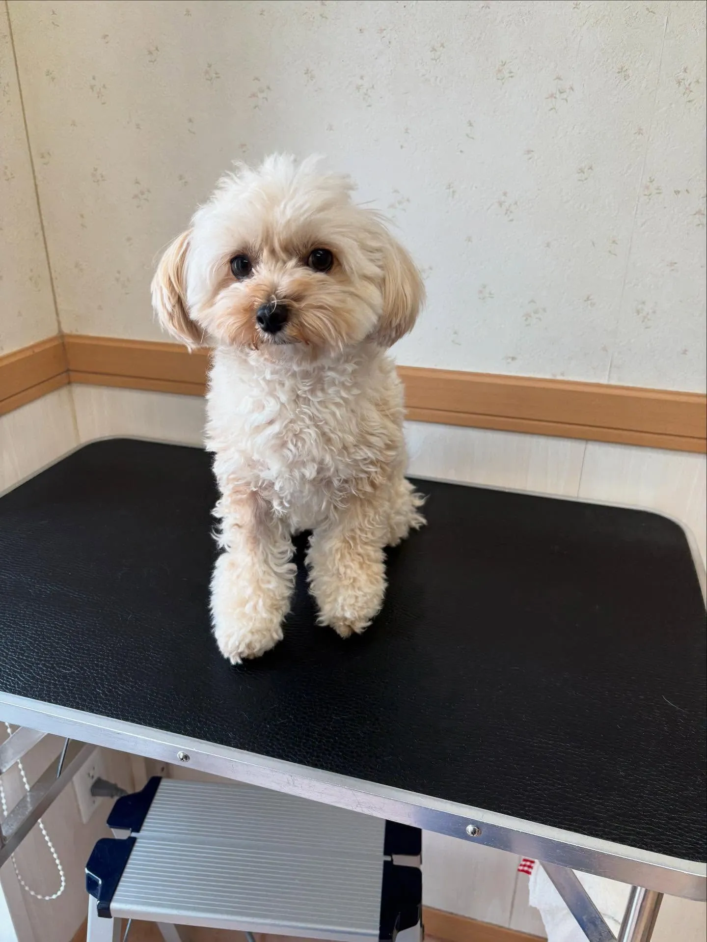 犬のトリミング✂️