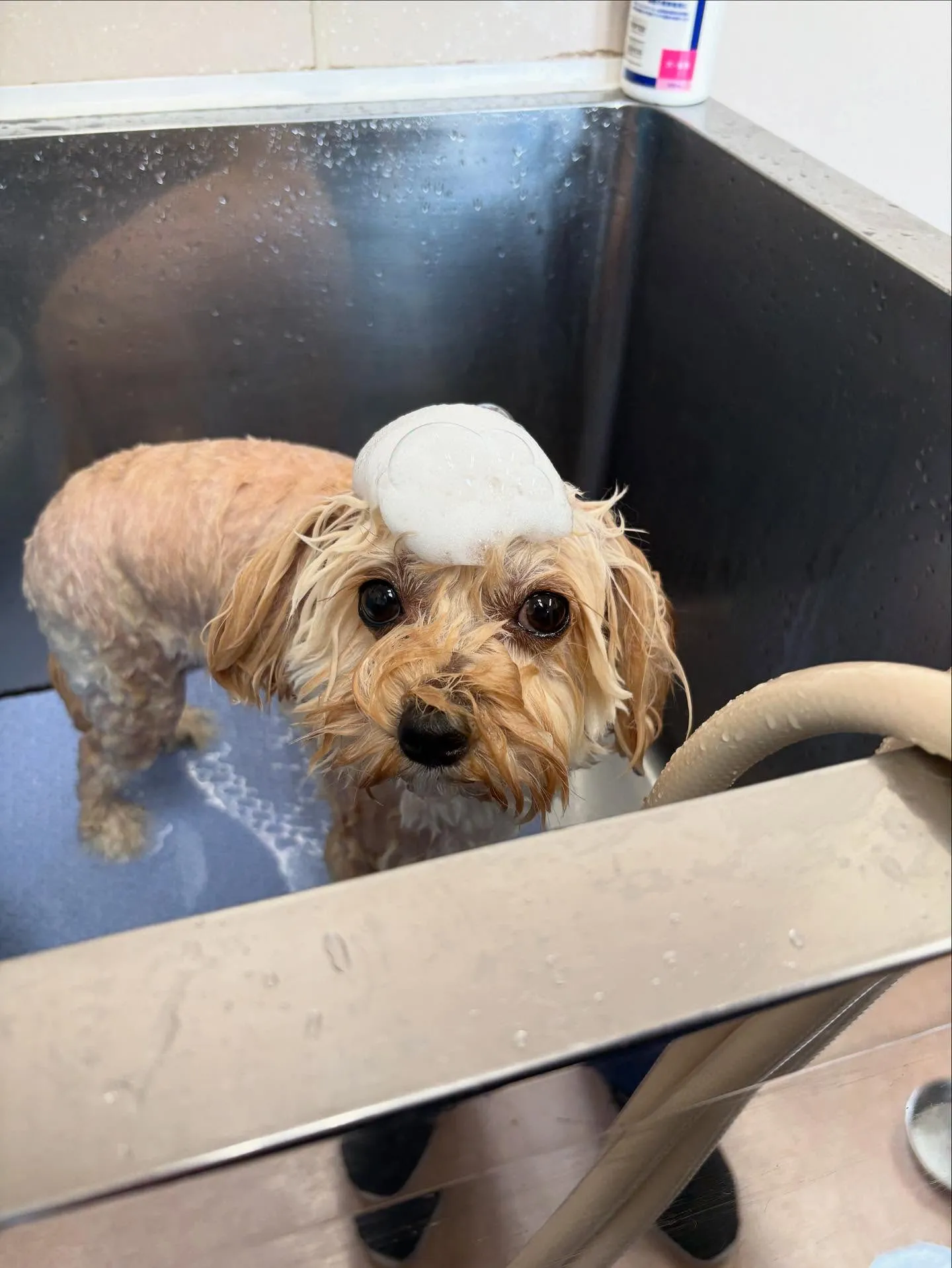 犬のトリミング✂️