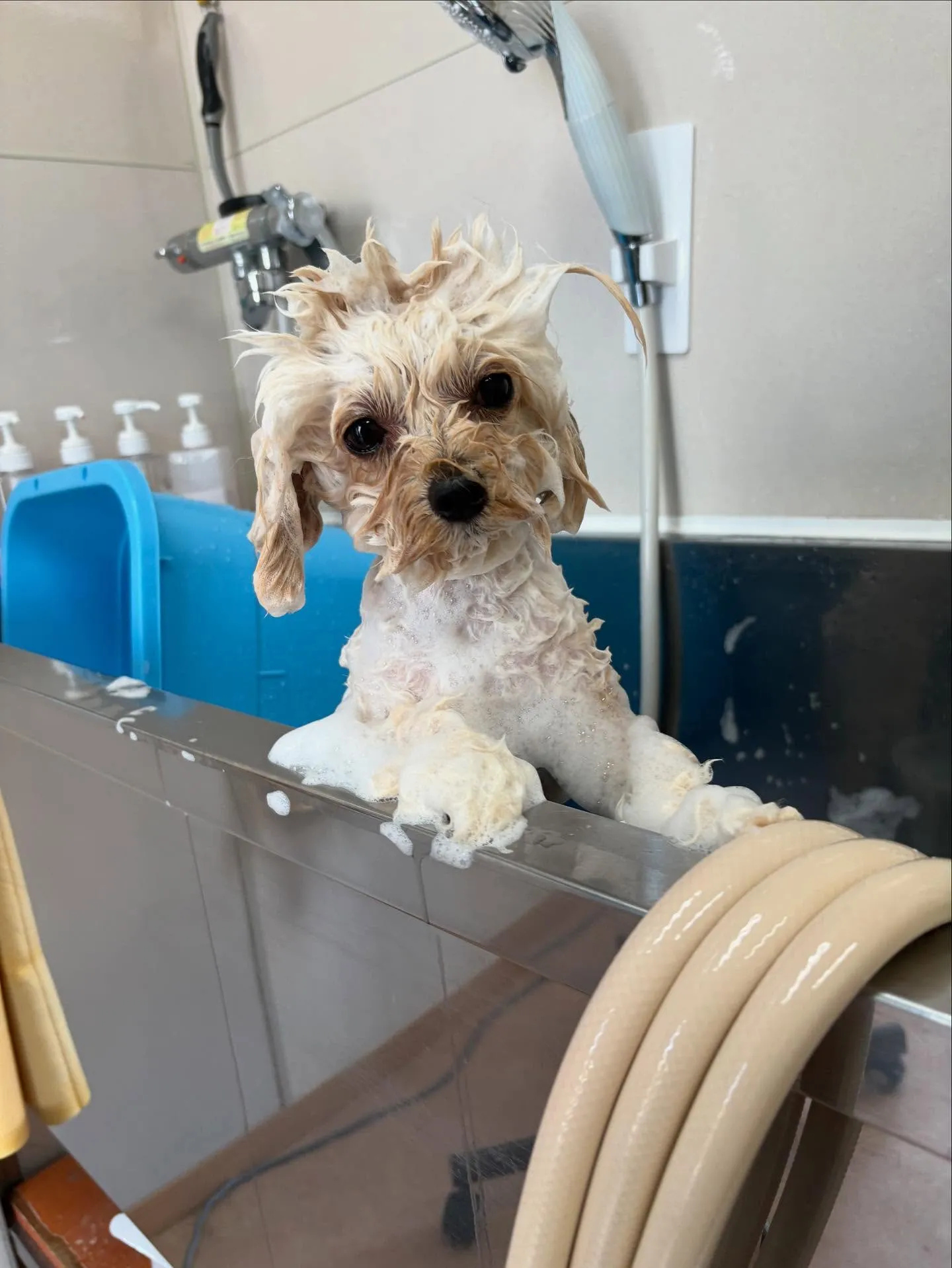 犬のトリミング✂️
