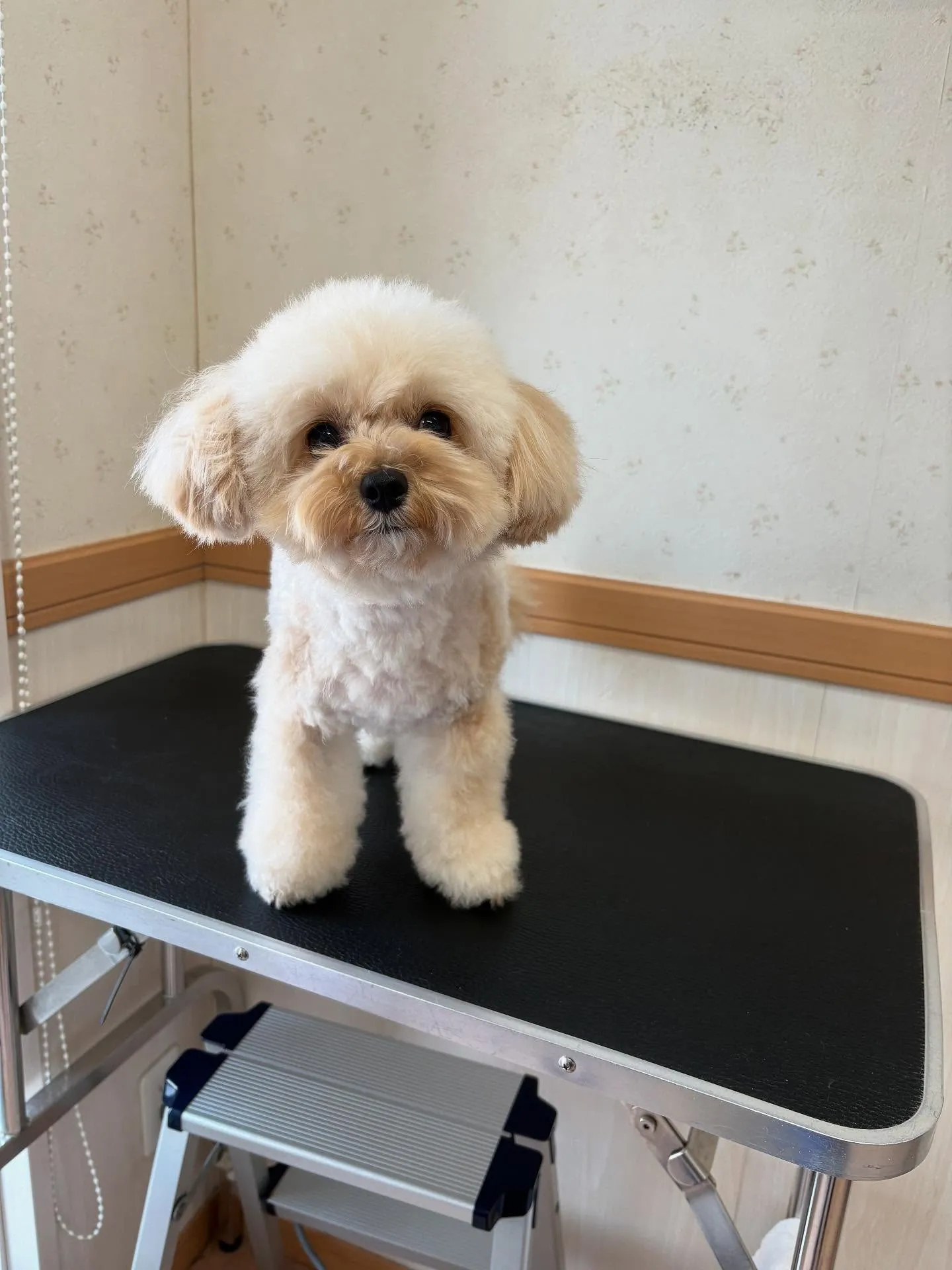 犬のトリミング✂️