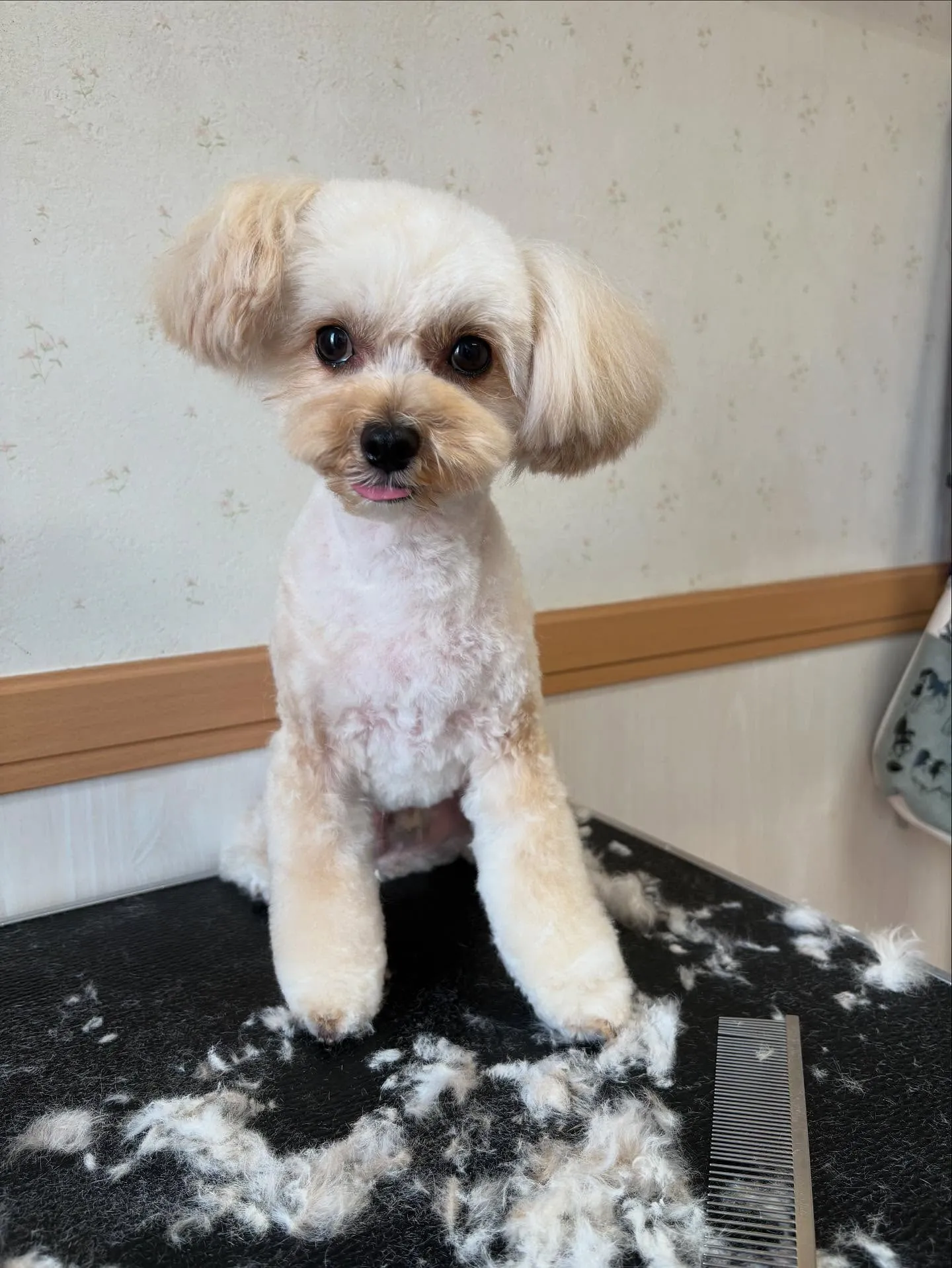 犬のトリミング✂️