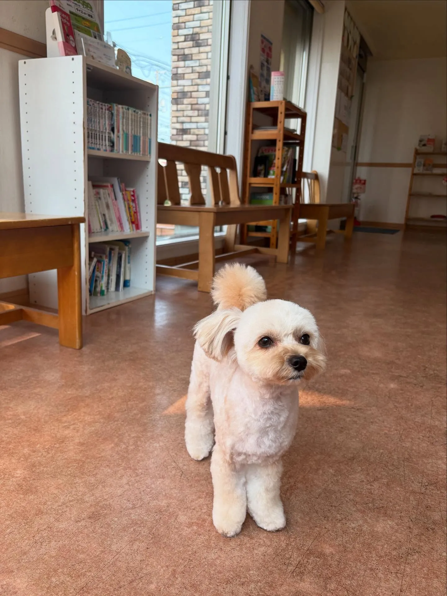 犬のトリミング✂️