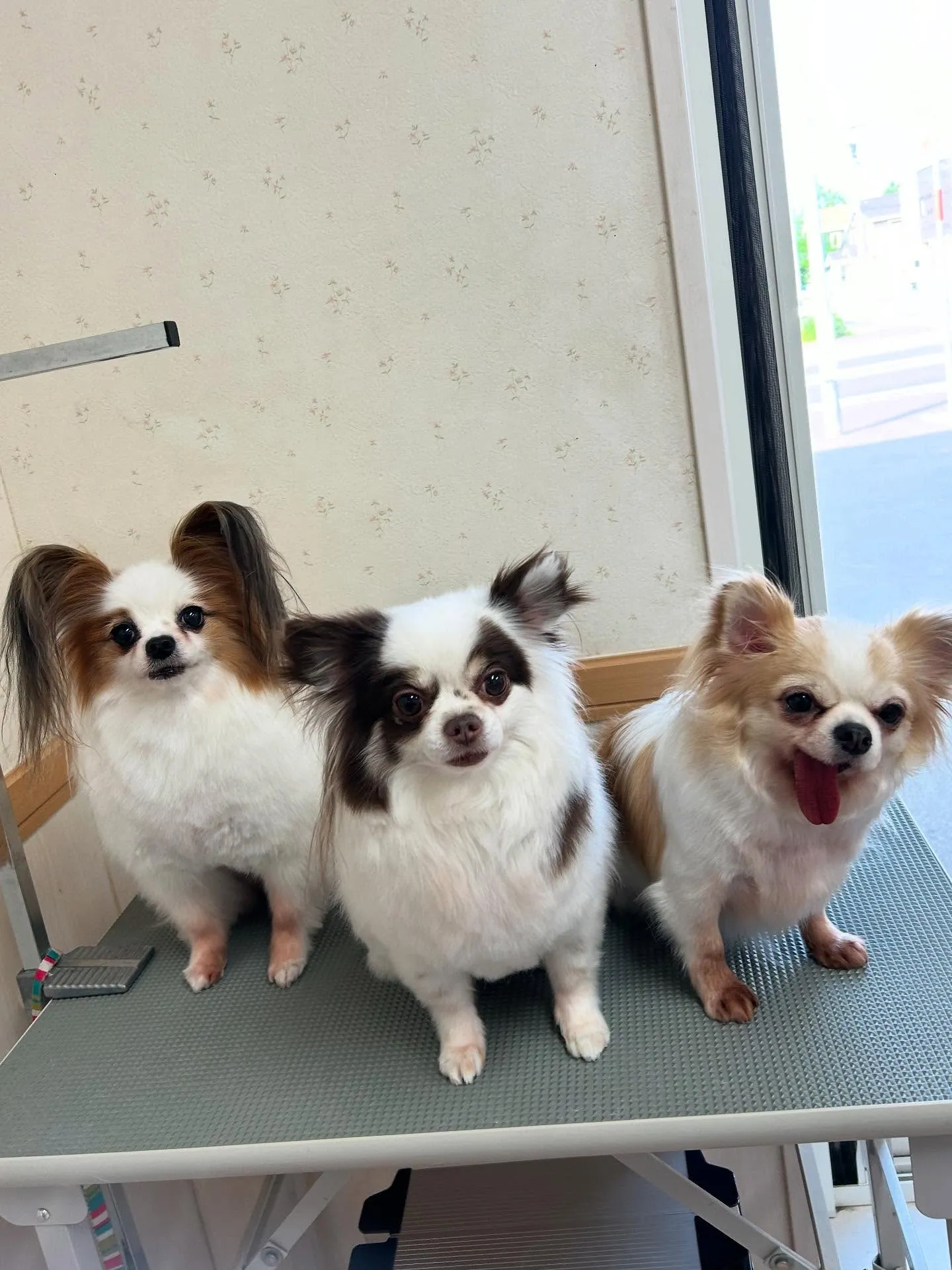 犬のトリミング✂️