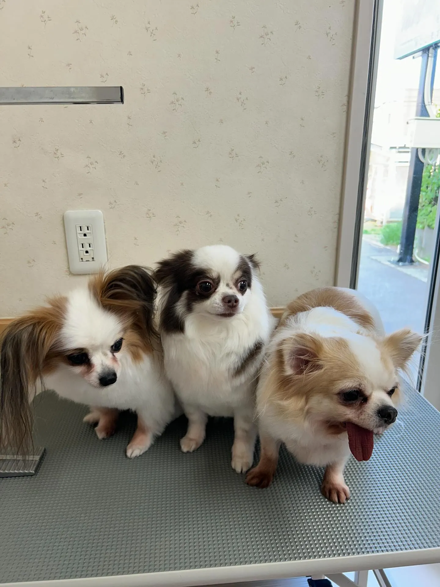 犬のトリミング✂️