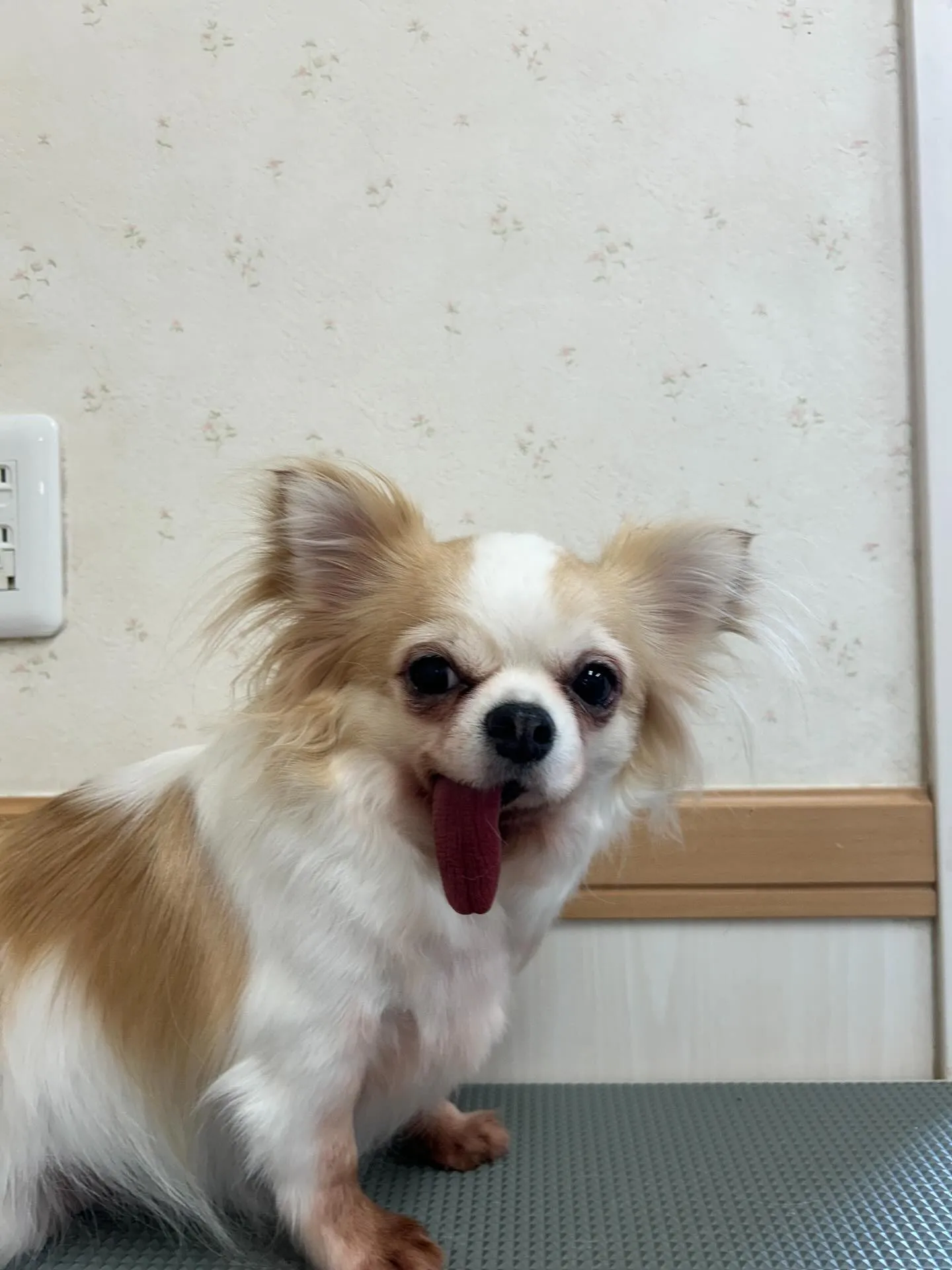 犬のトリミング✂️