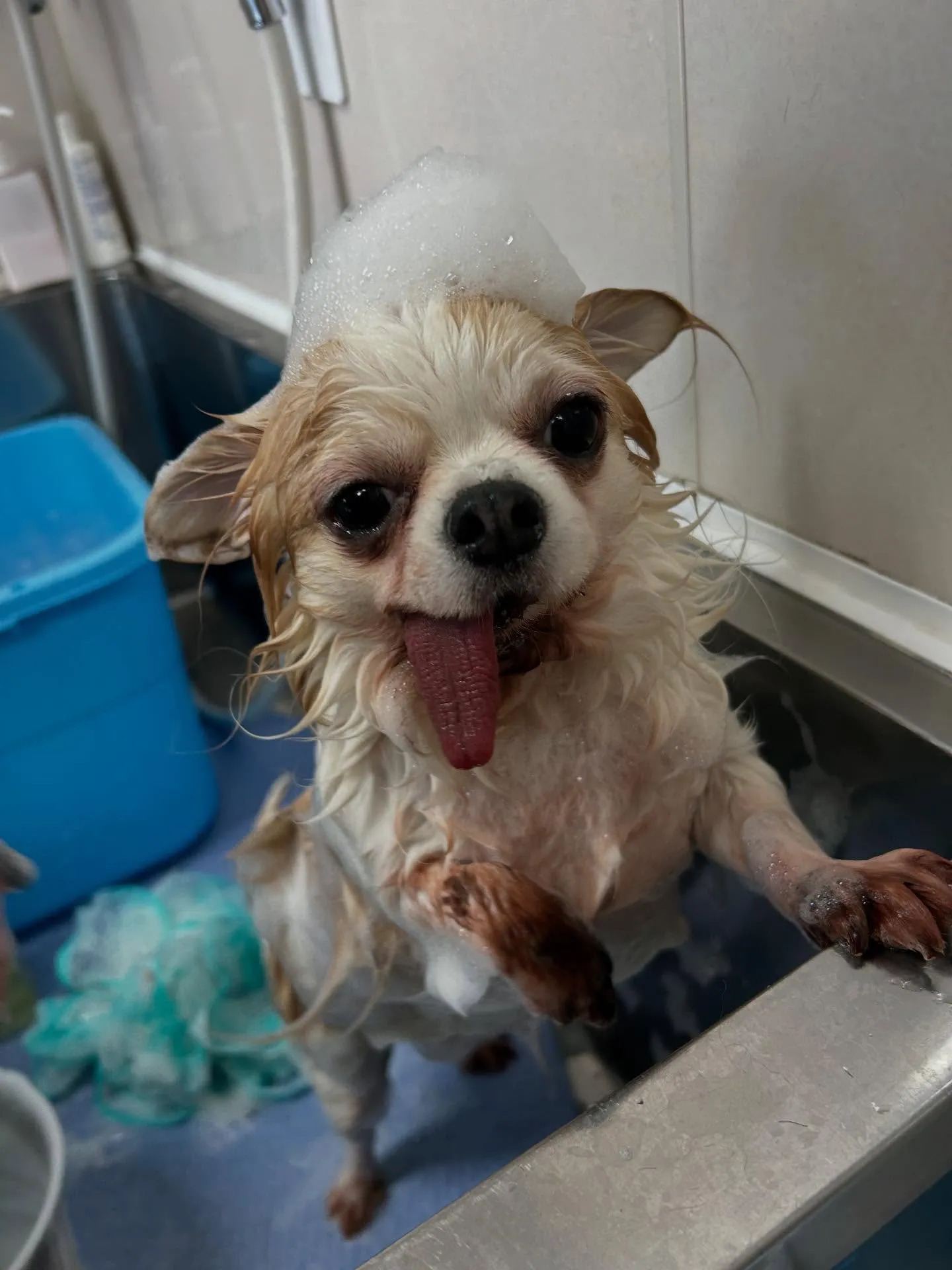 犬のトリミング✂️