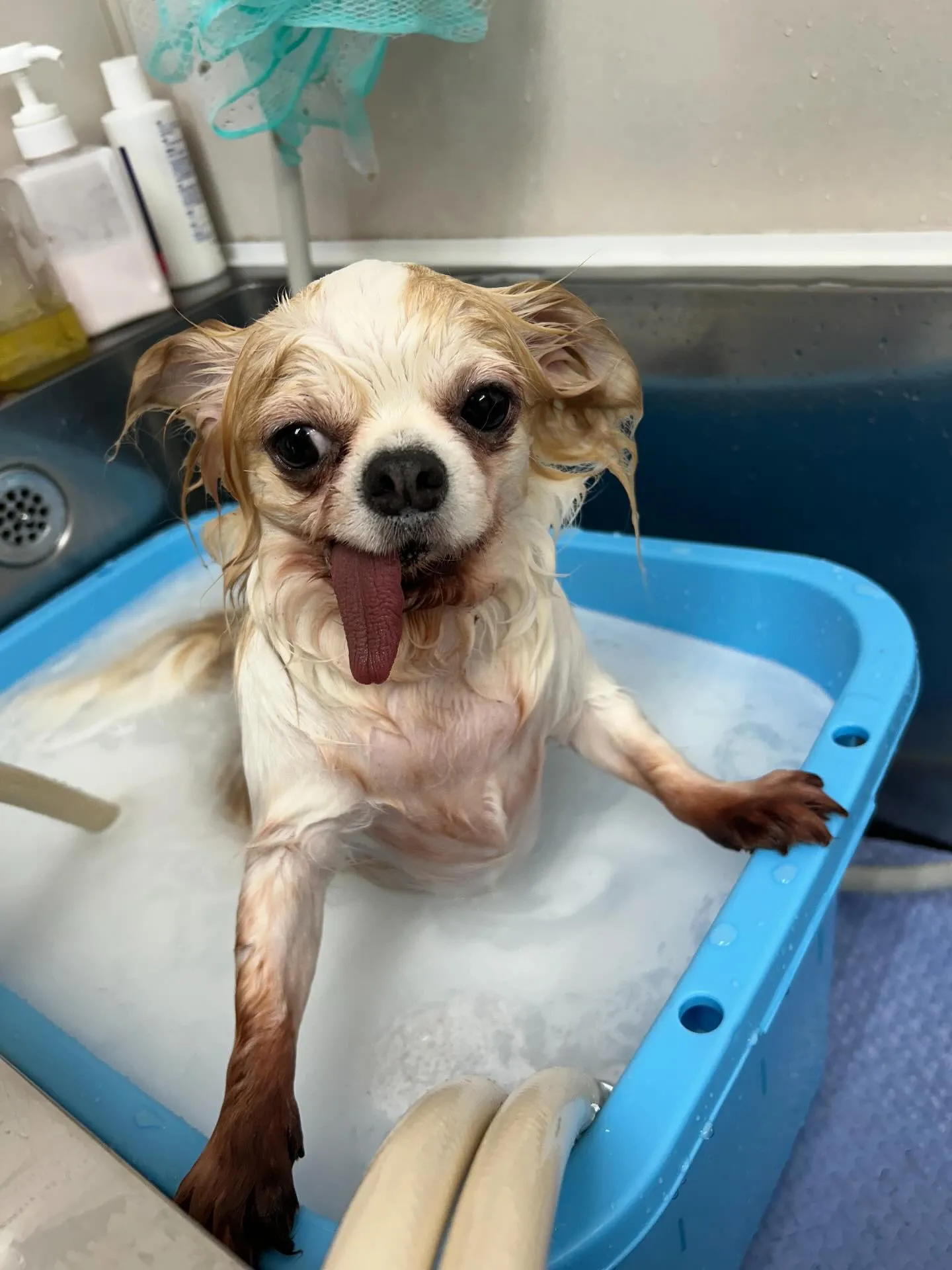 犬のトリミング✂️
