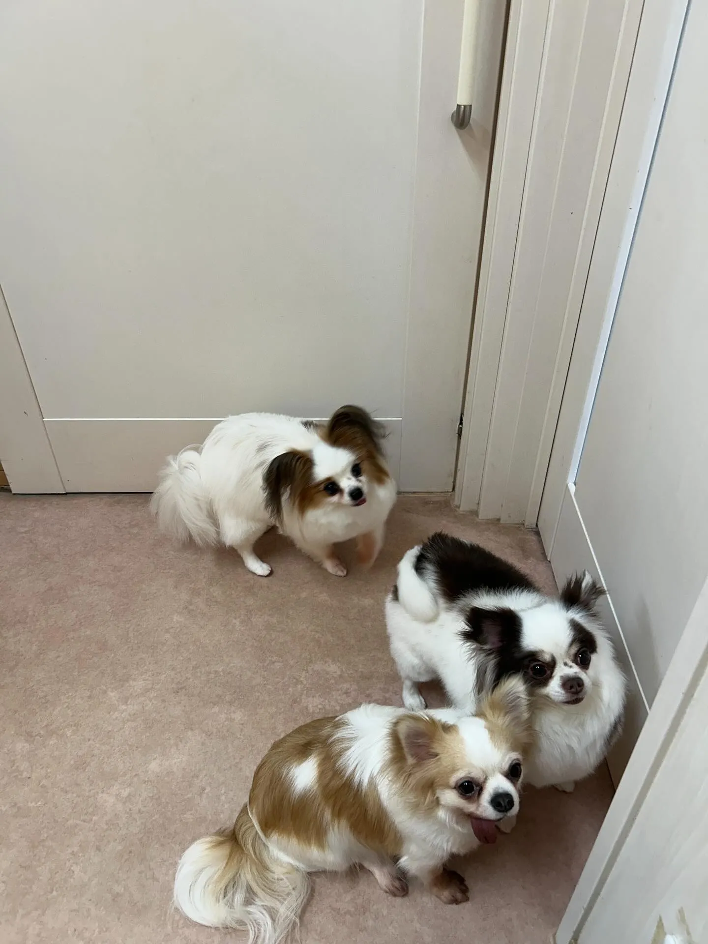 犬のトリミング✂️