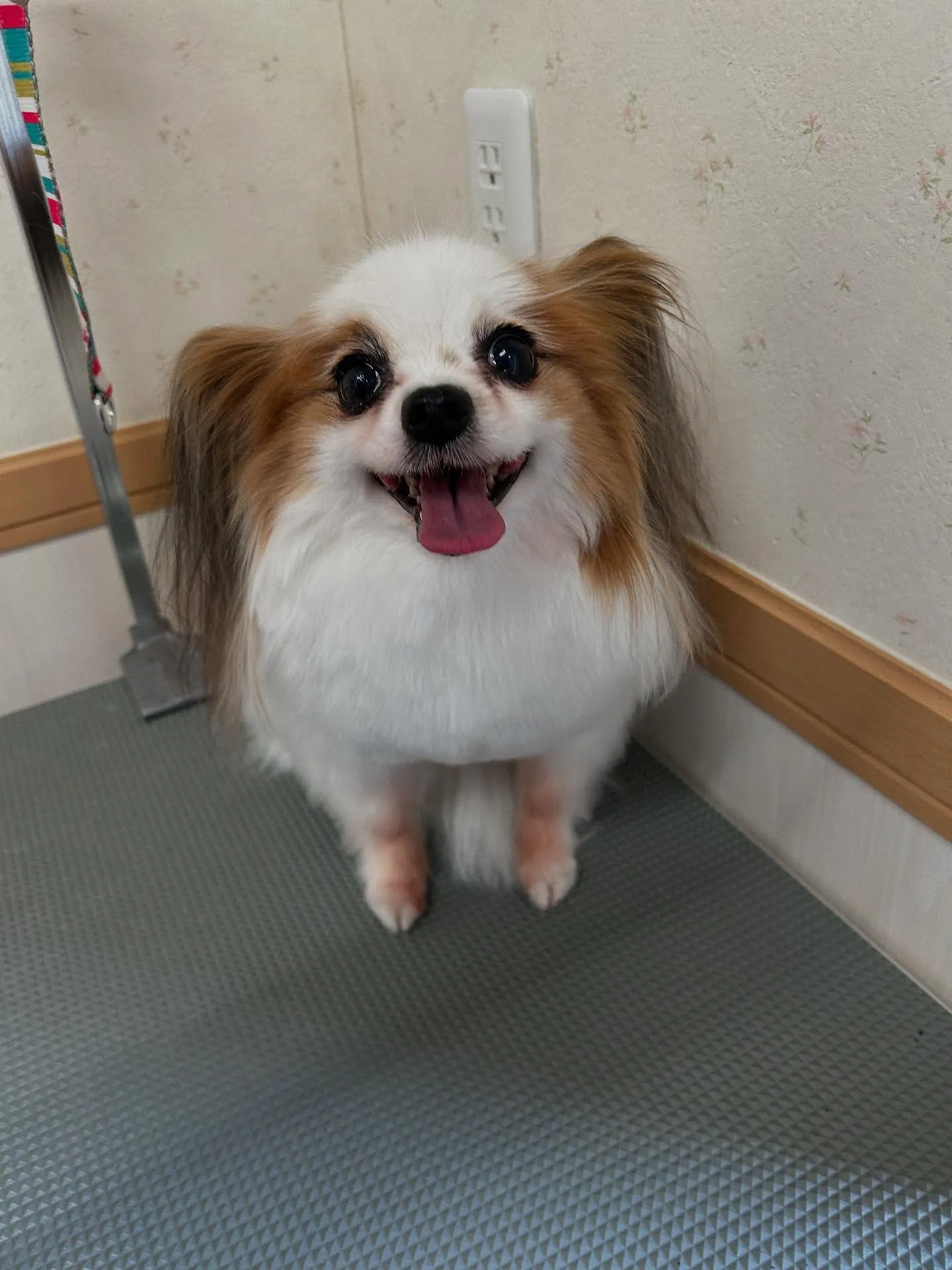 犬のトリミング✂️