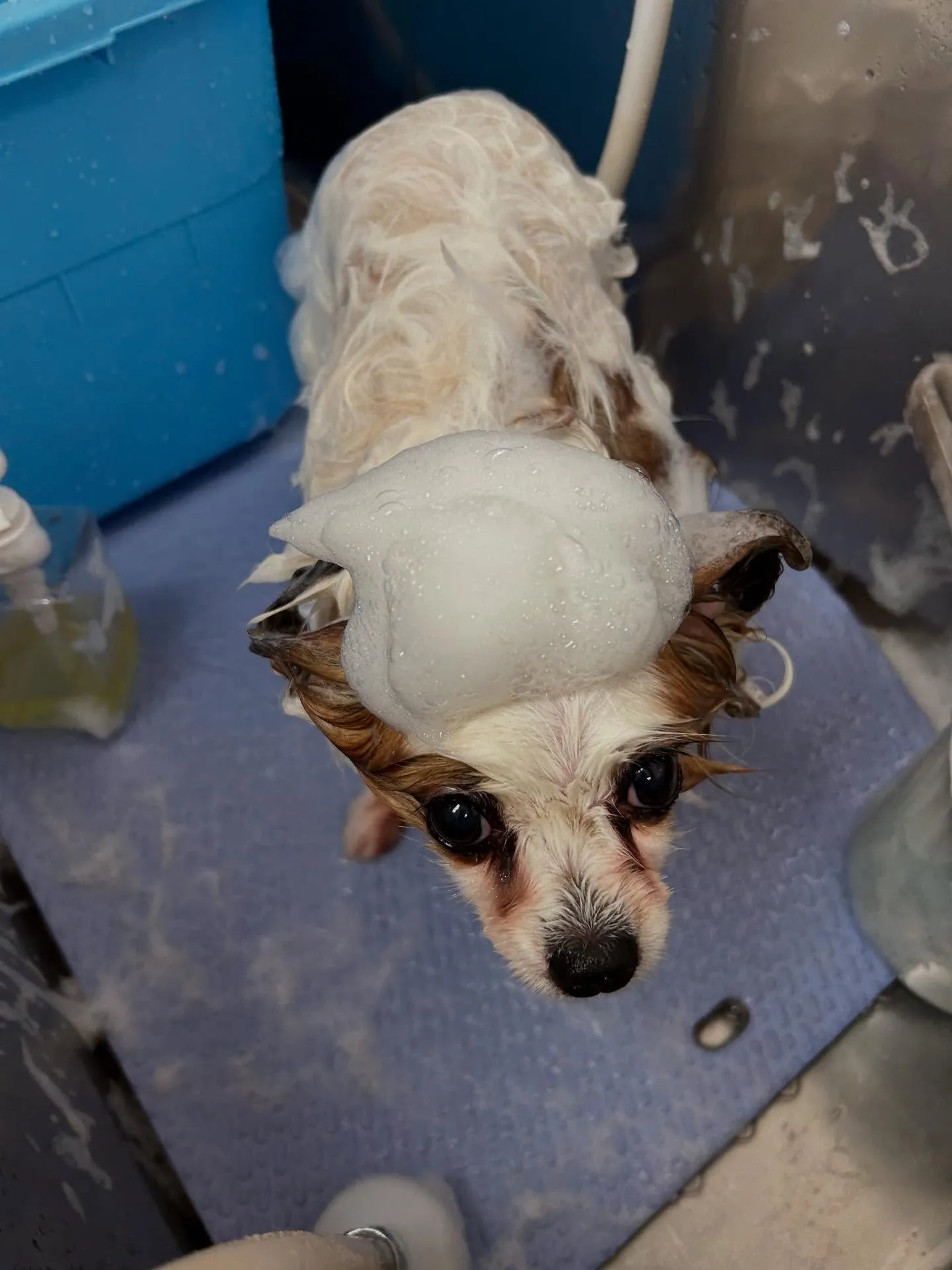 犬のトリミング✂️