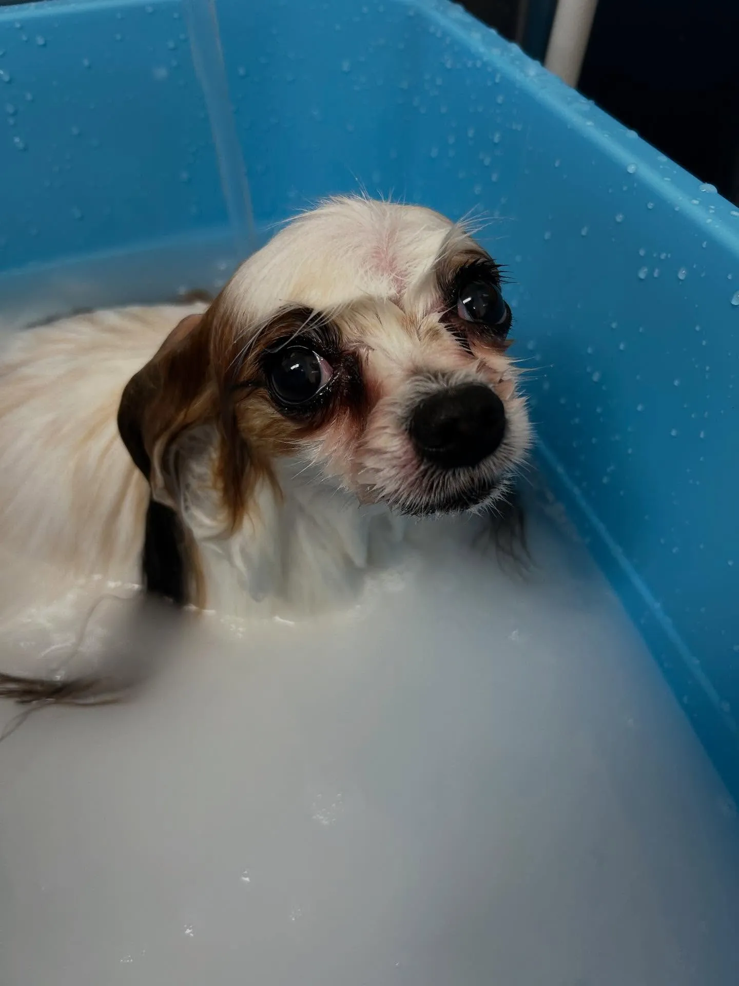 犬のトリミング✂️