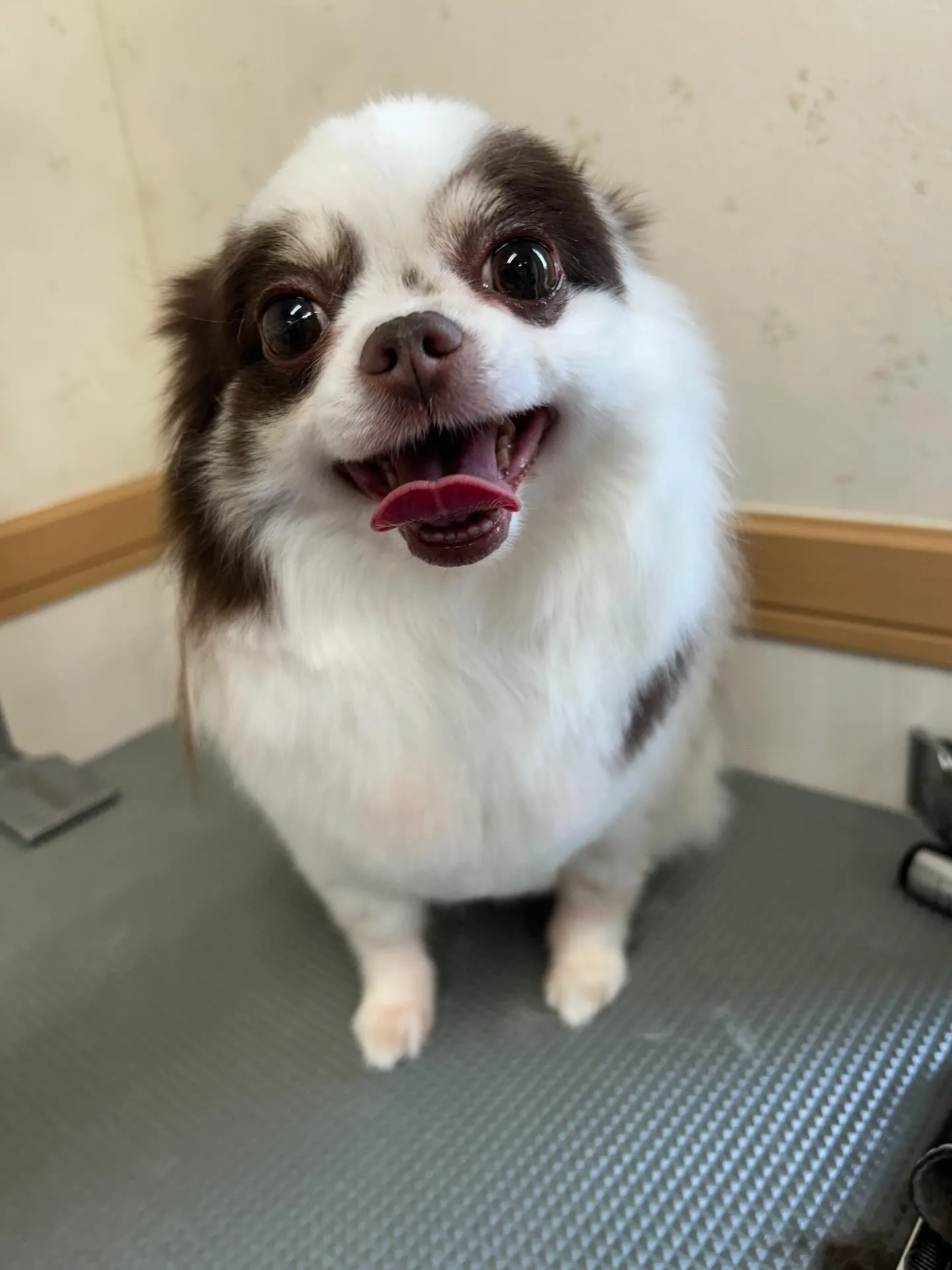 犬のトリミング✂️
