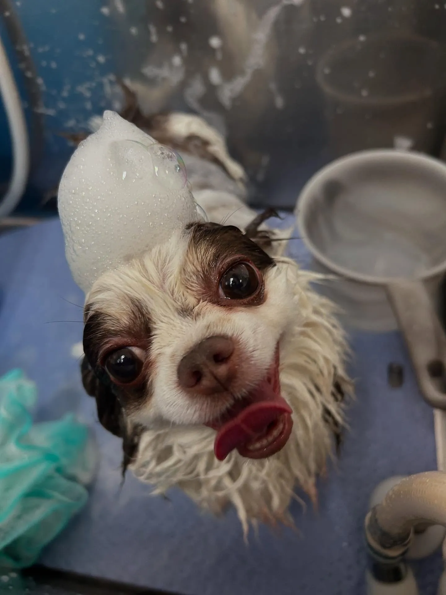 犬のトリミング✂️