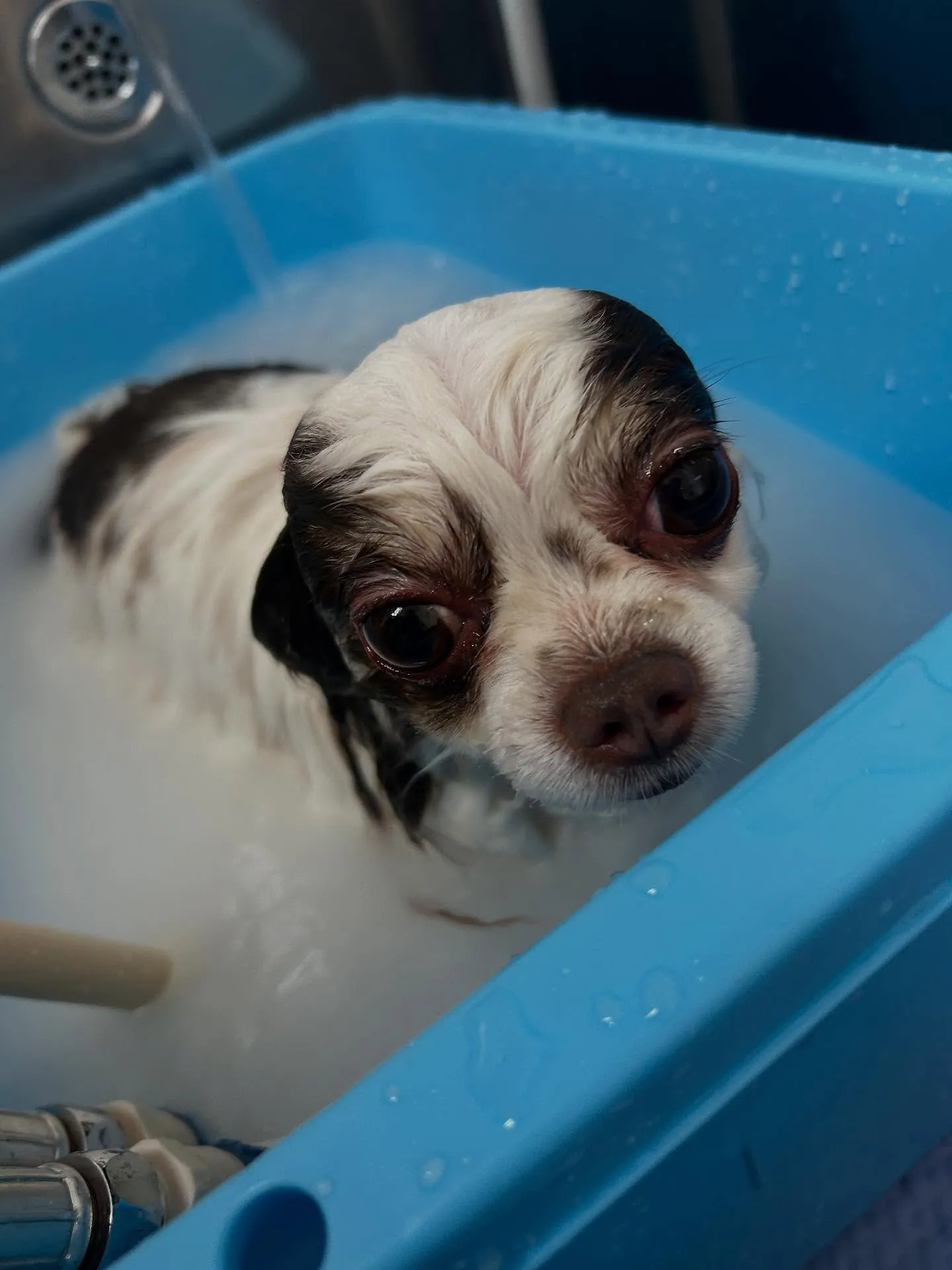 犬のトリミング✂️