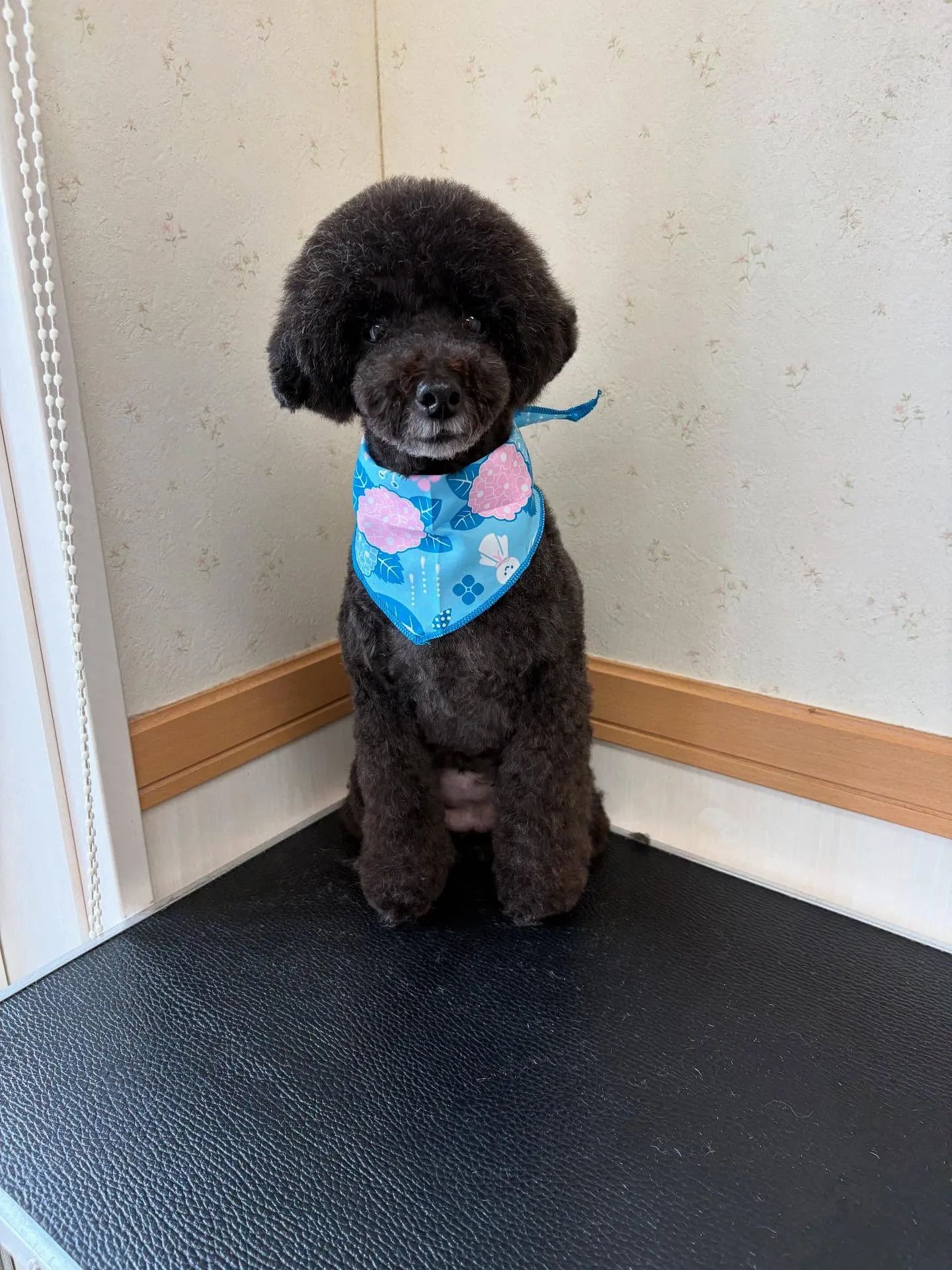 犬のトリミング✂️