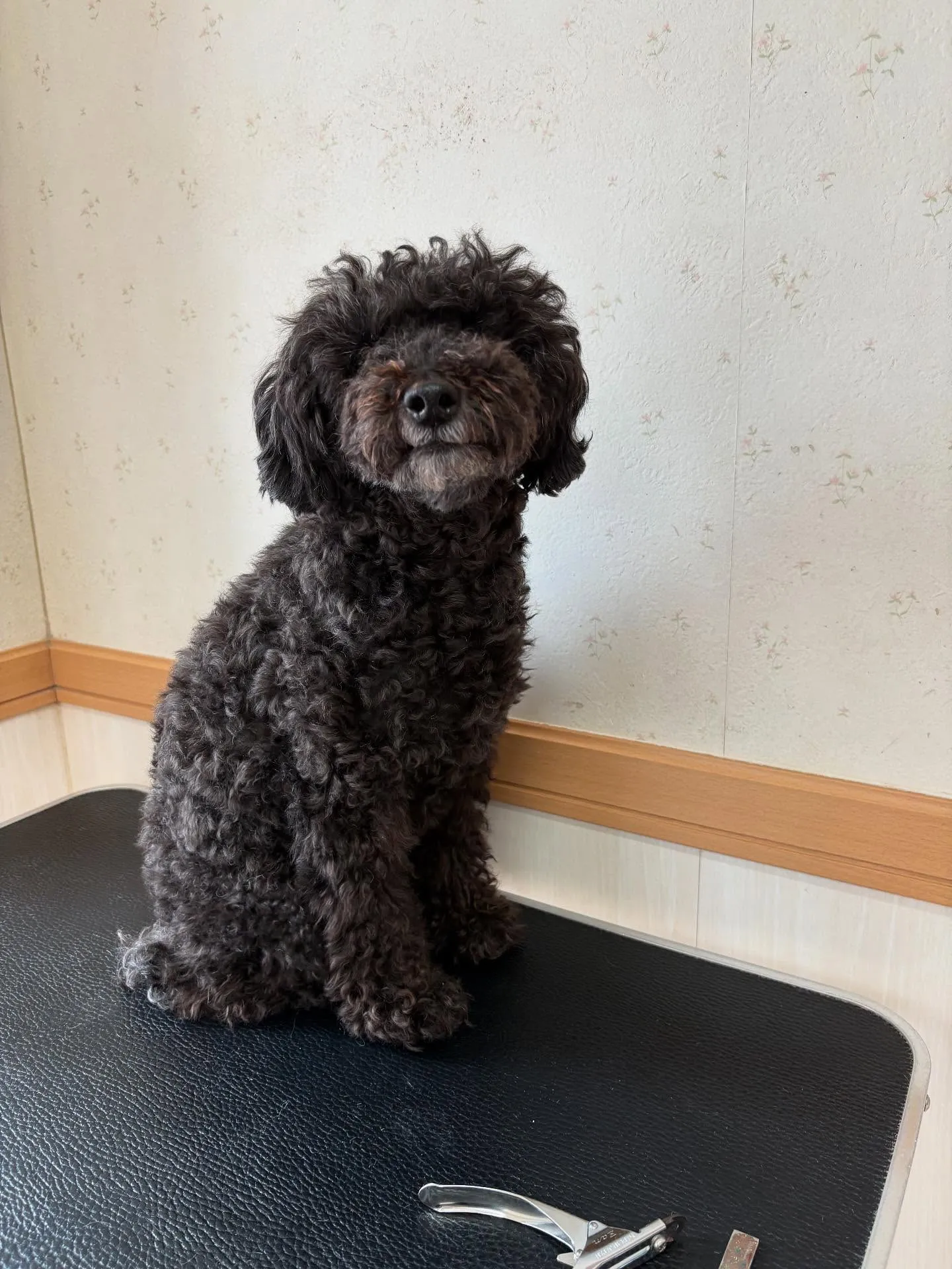 犬のトリミング✂️