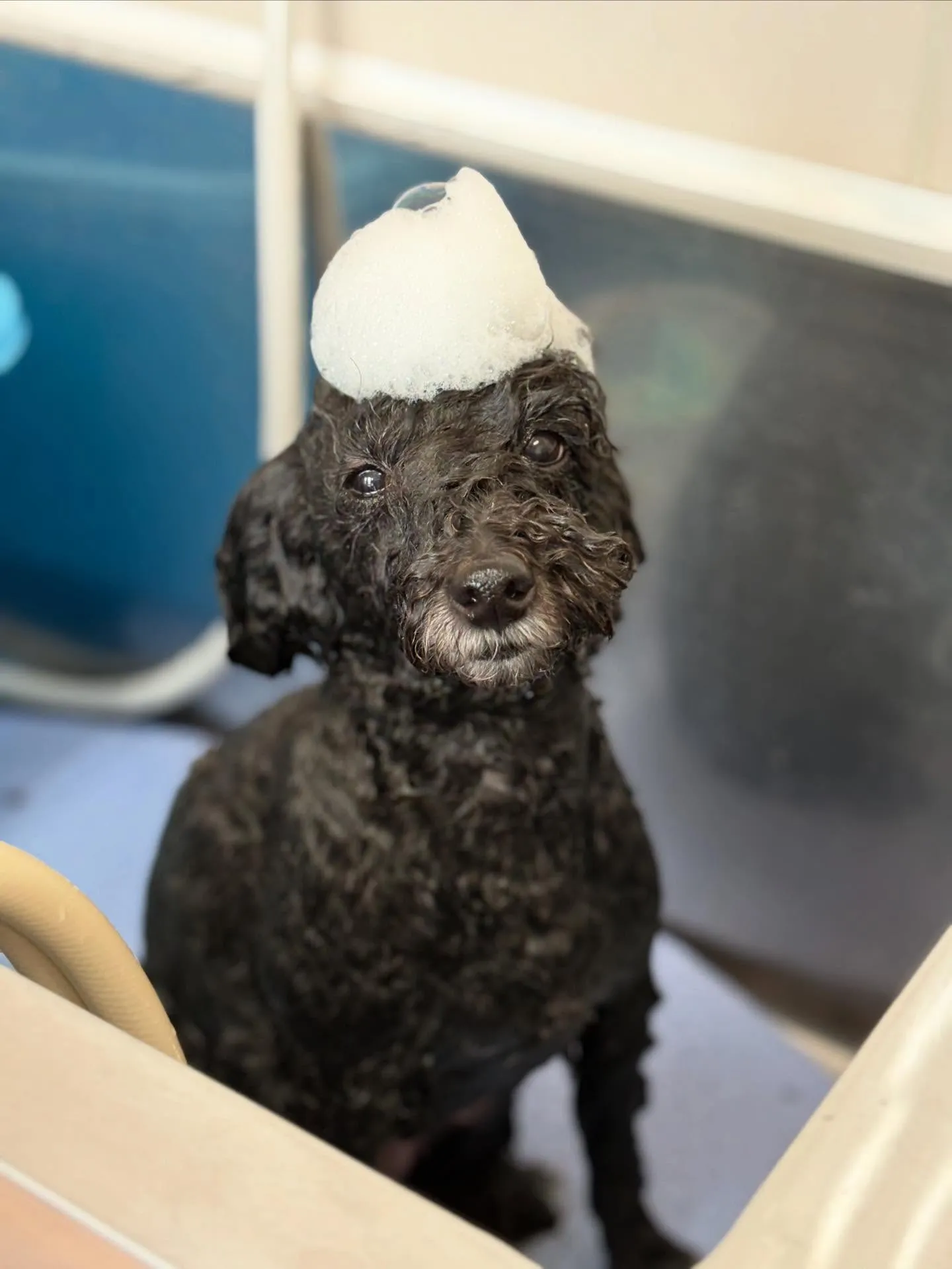 犬のトリミング✂️