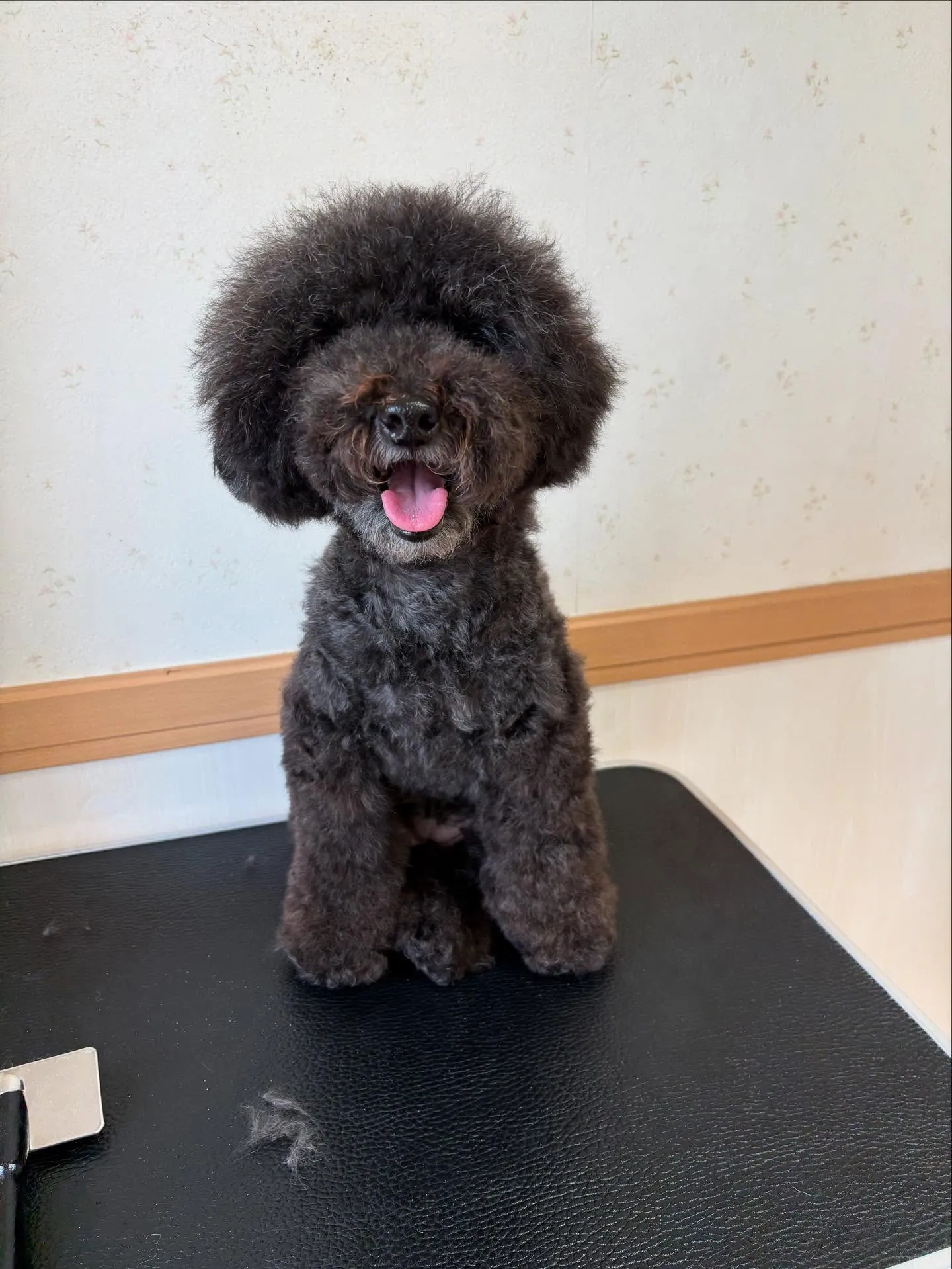 犬のトリミング✂️