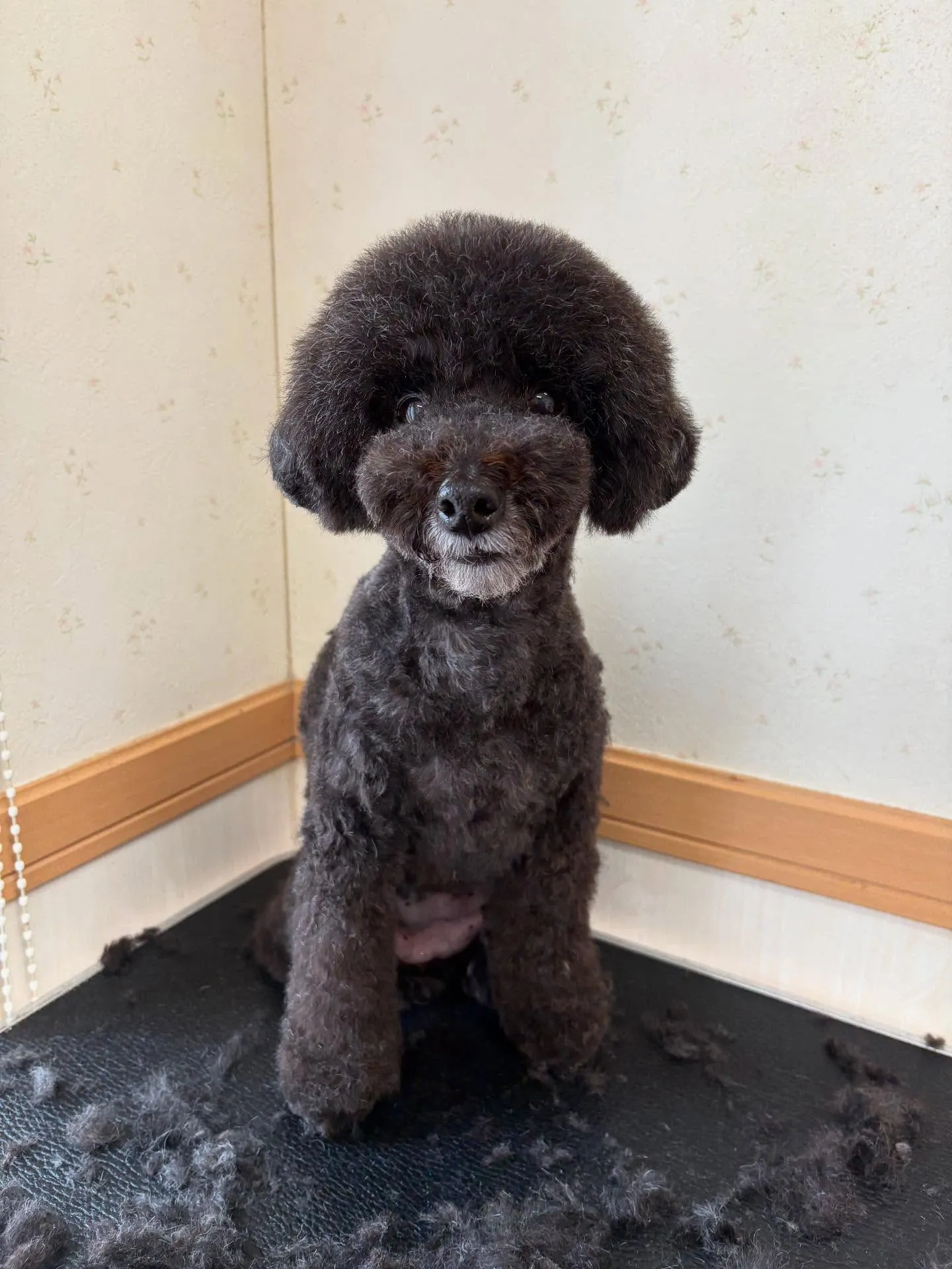 犬のトリミング✂️