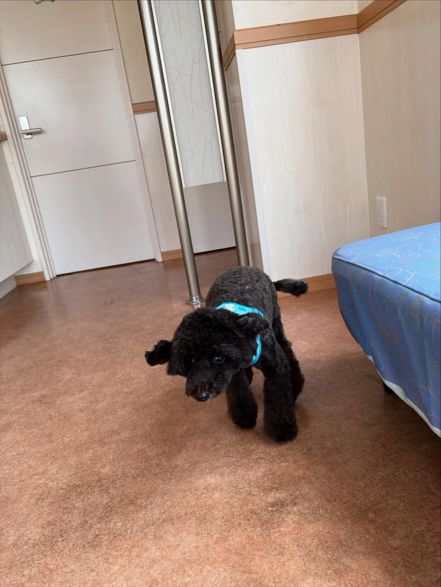 犬のトリミング✂️