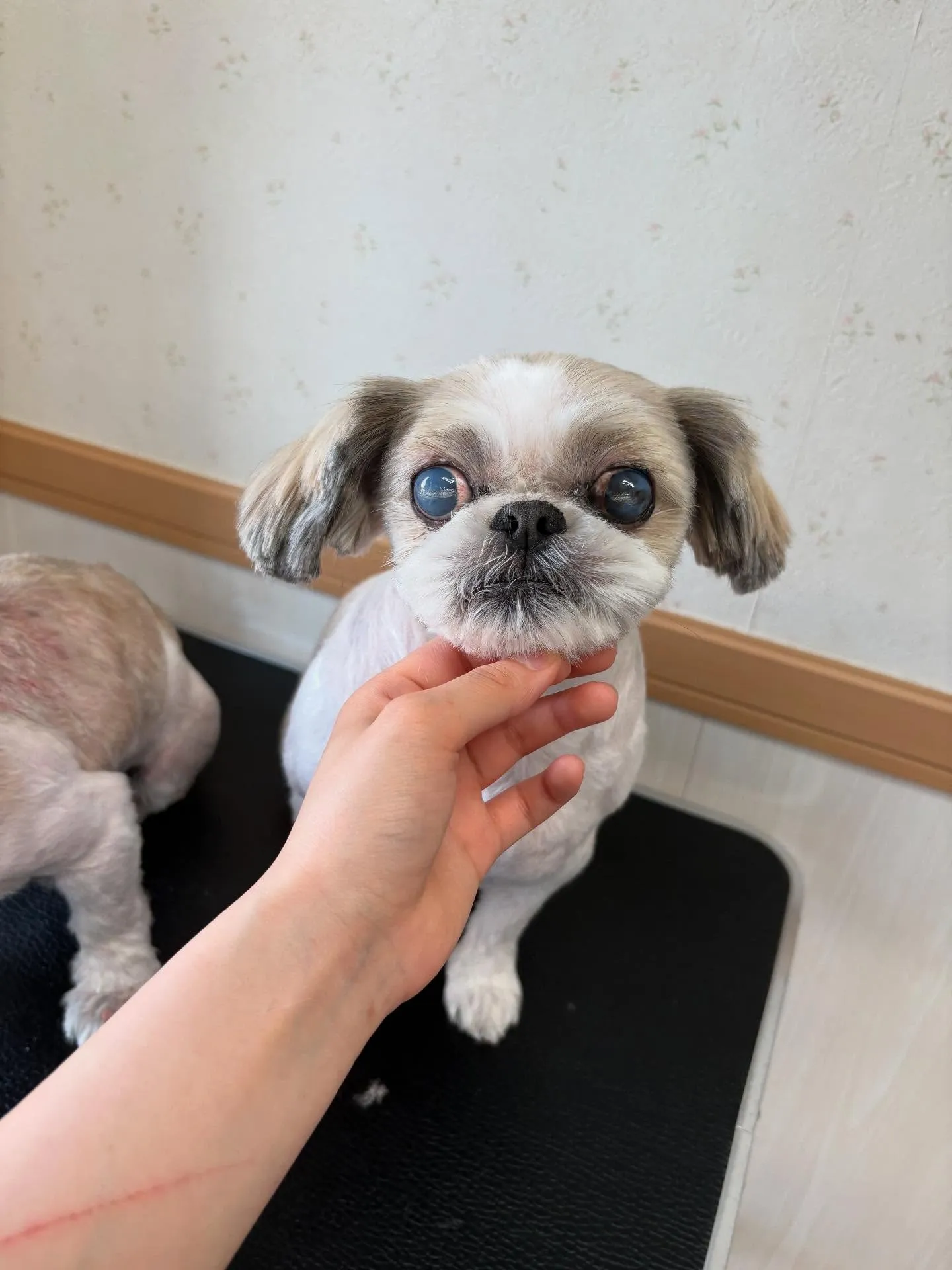 犬のトリミング✂️