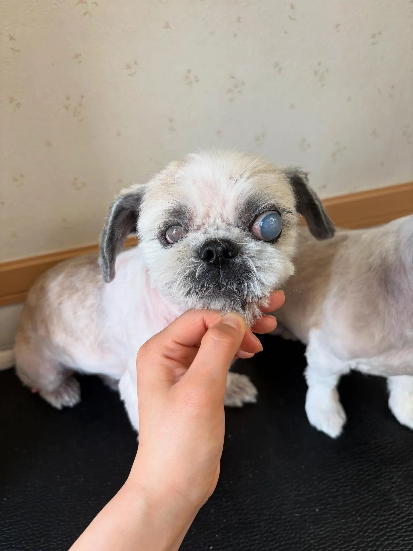 犬のトリミング✂️