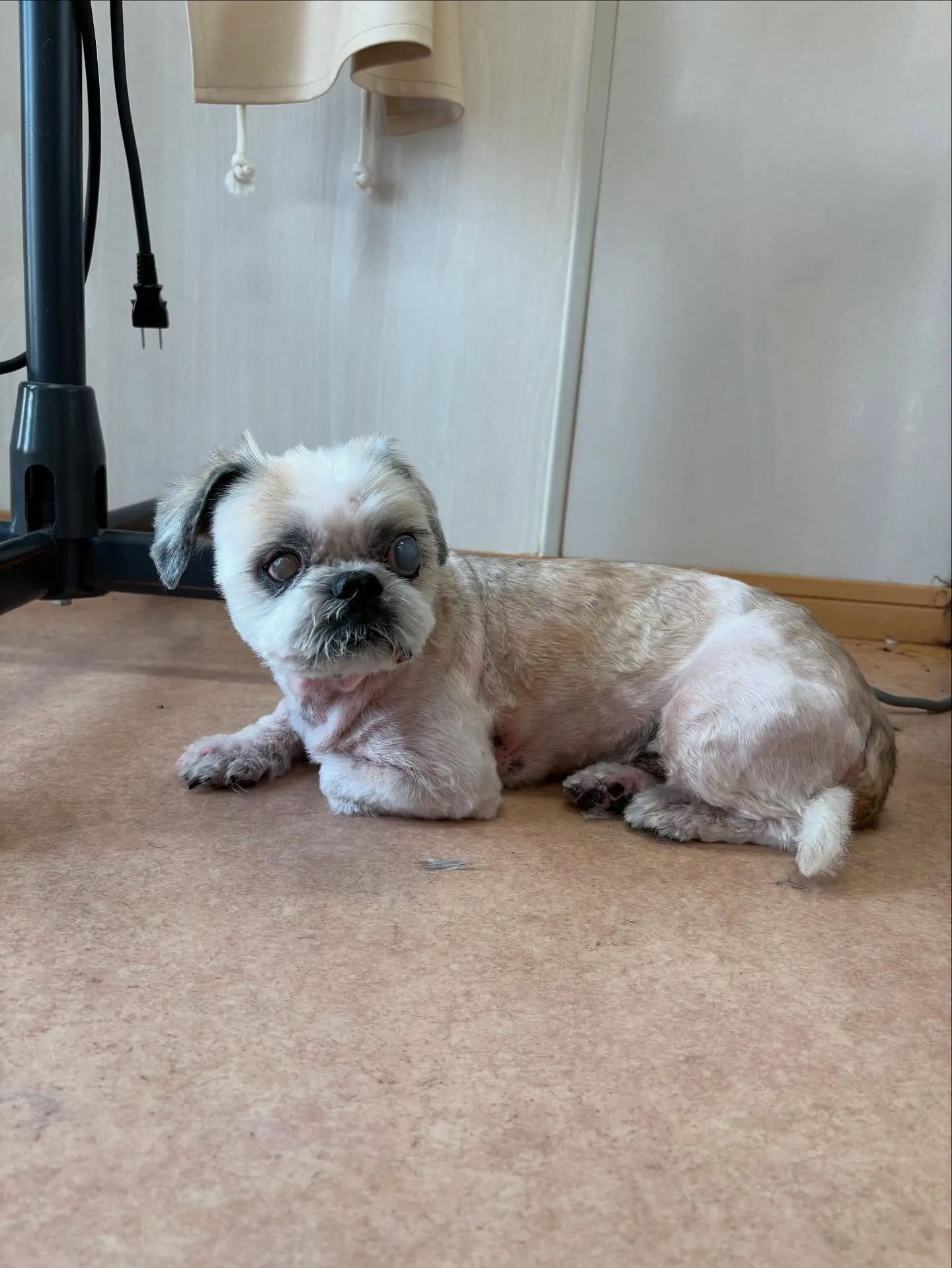 犬のトリミング✂️
