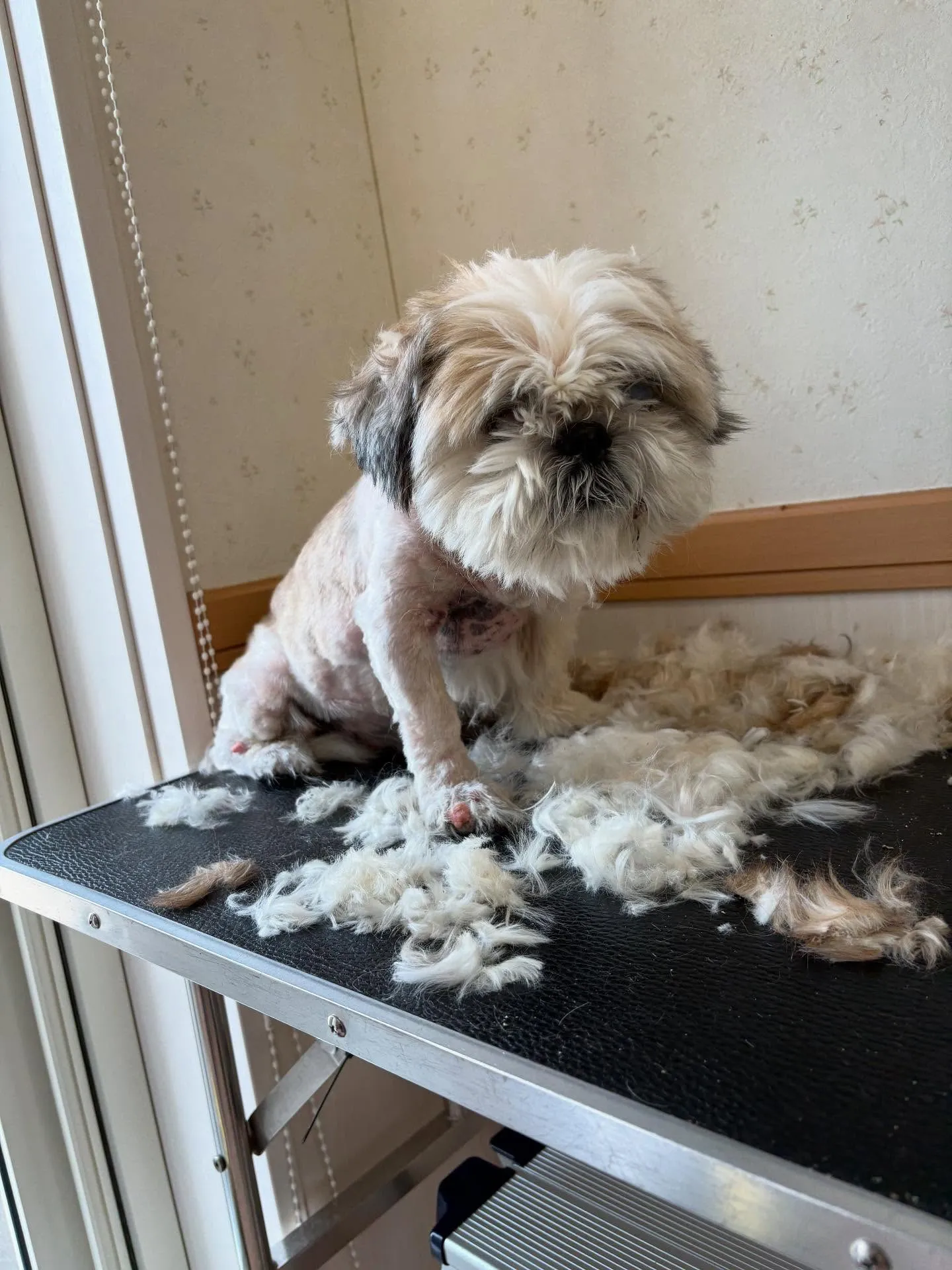 犬のトリミング✂️
