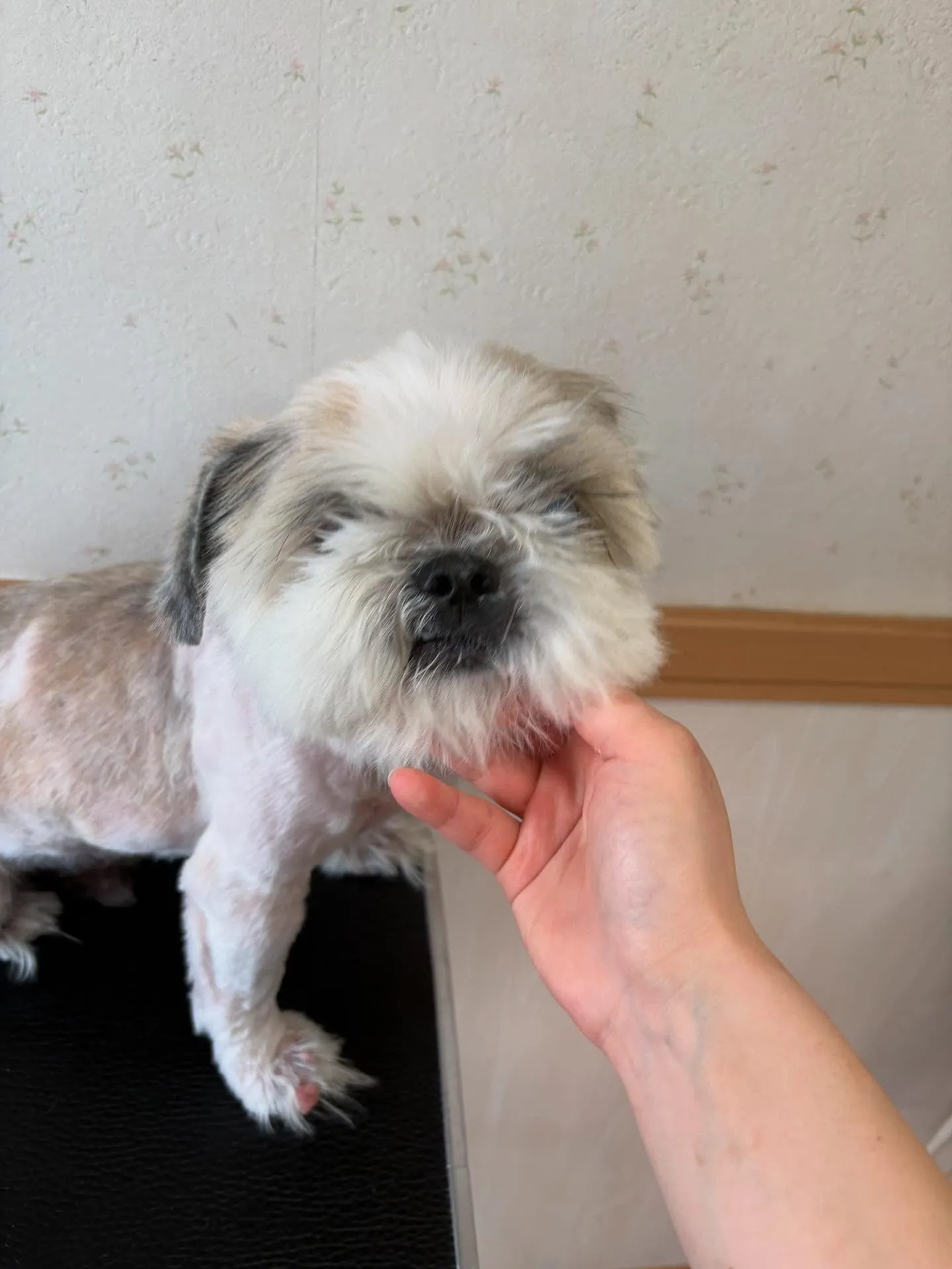 犬のトリミング✂️